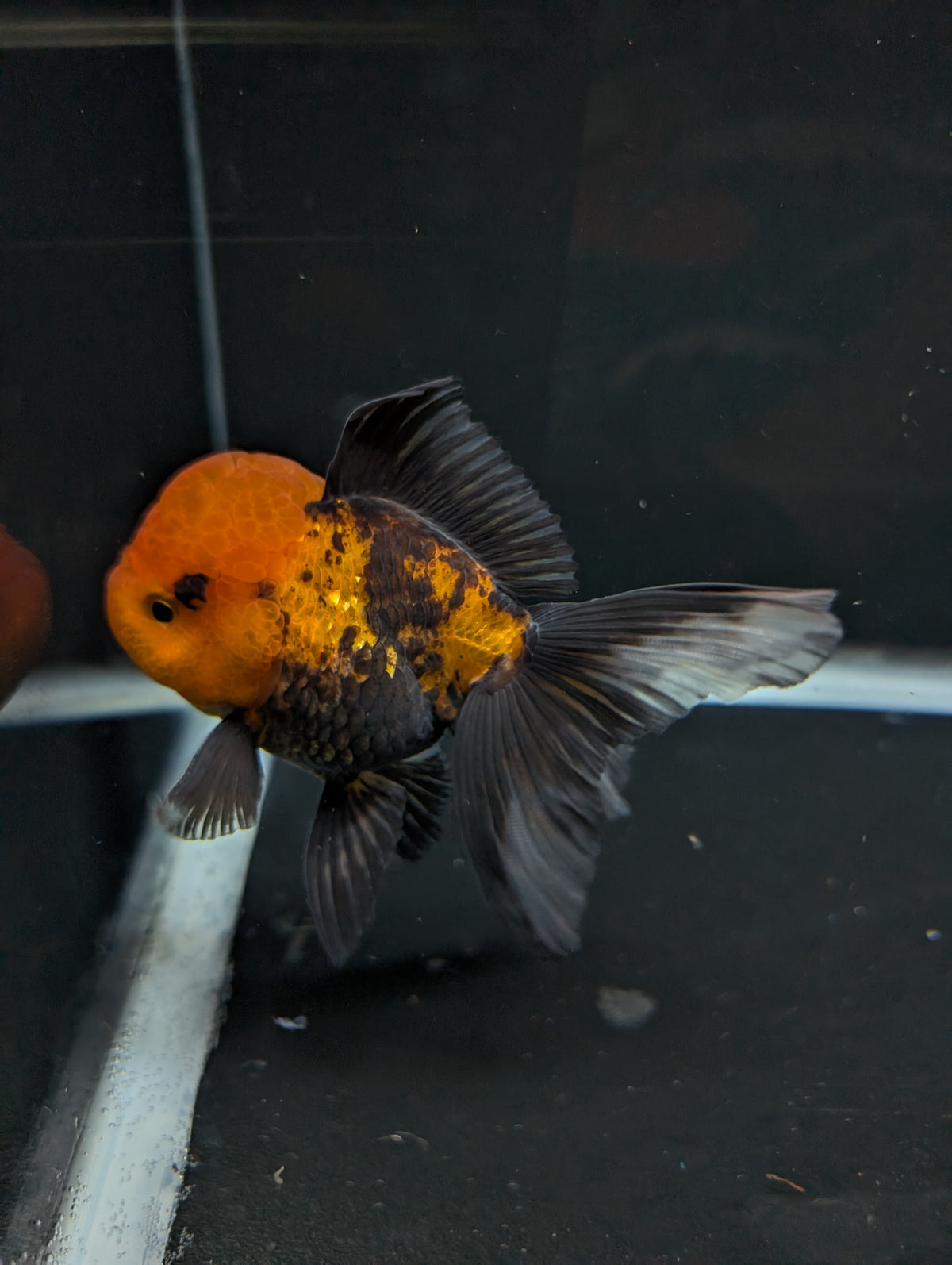 Thai Oranda Tricolor 4"-4.5"in.  ID#1023T1A-027