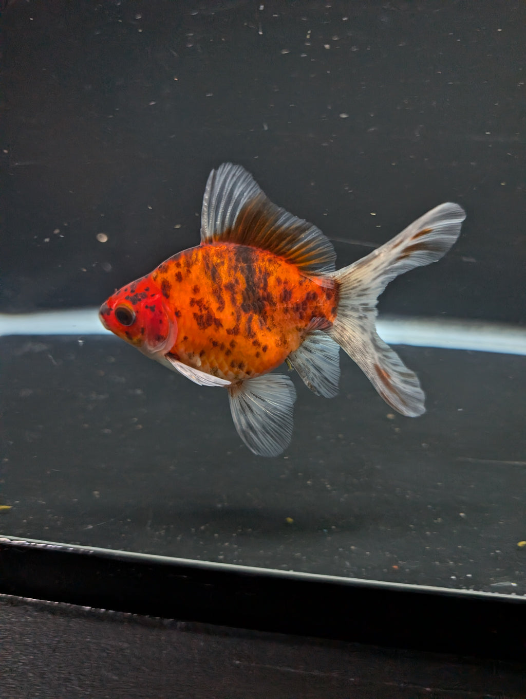 Tamasaba Calico 3"-3.5" in. ID#1009TM1B-010