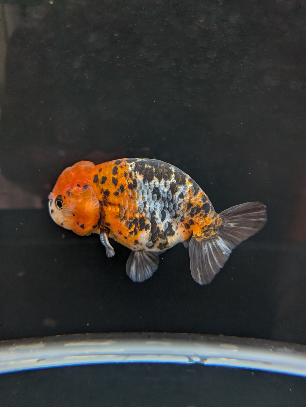 Jumbo Ranchu Calico 4.5"-5" in. ID#821R8A-031