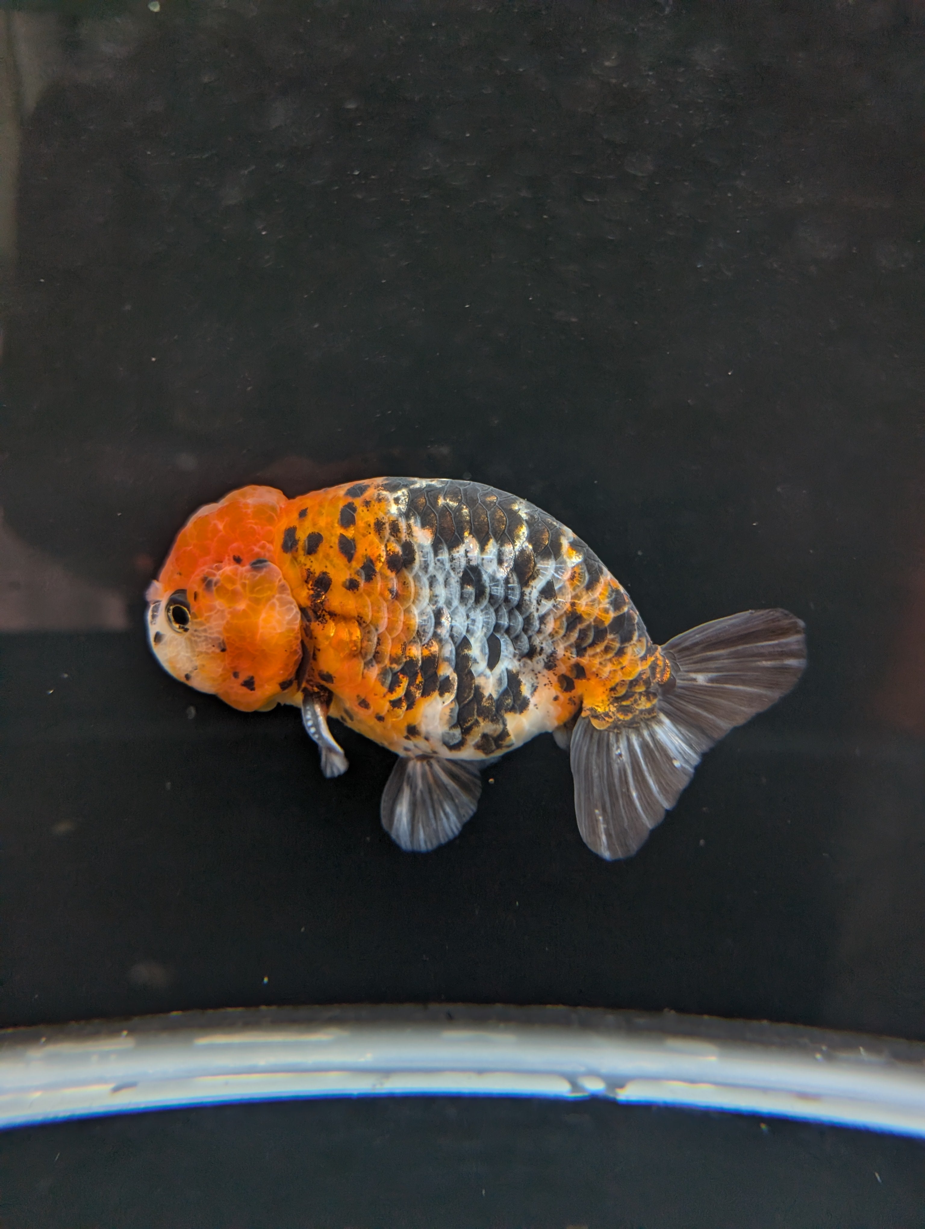 Jumbo Ranchu Calico 4.5"-5" in. ID#821R8A-031