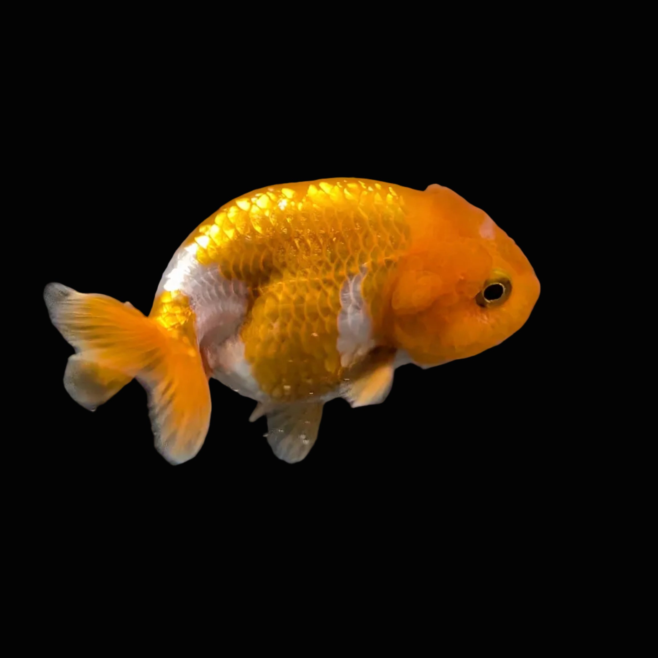 Ranchu Red White 3"-3.5" in. ID#403R7A-010