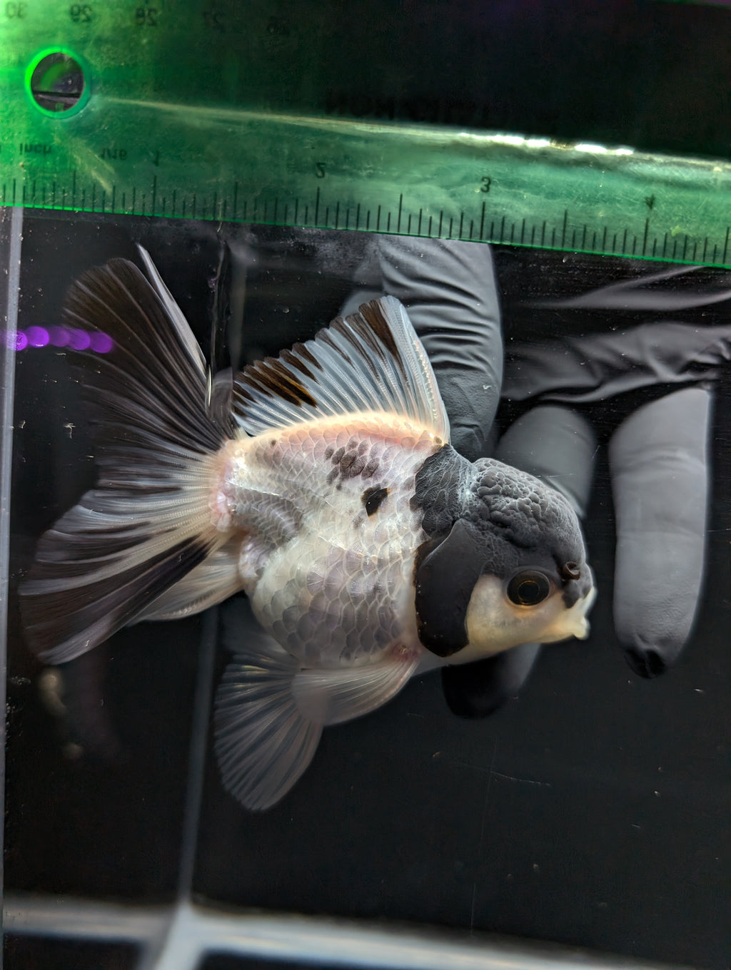 Thai Oranda Panda 4"-4.5"in.  ID#1023T1A-022
