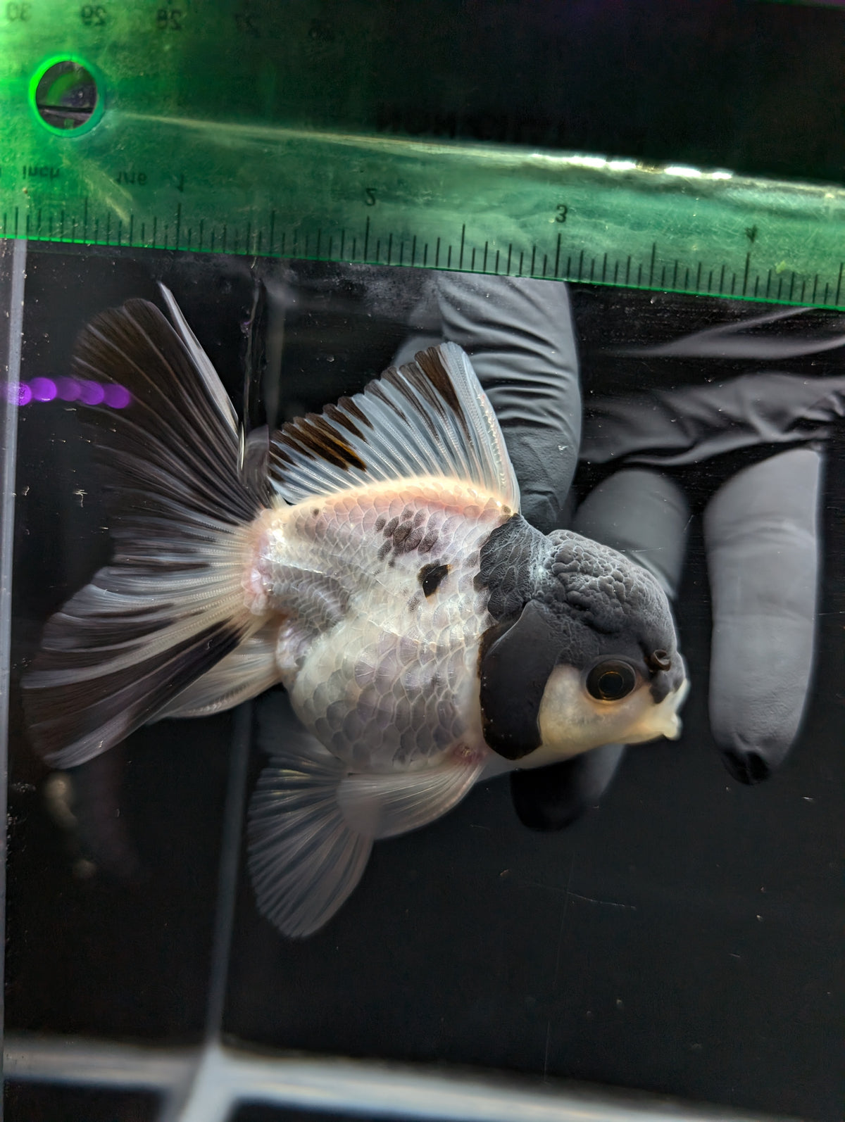 Thai Oranda Panda 4"-4.5"in.  ID#1023T1A-022