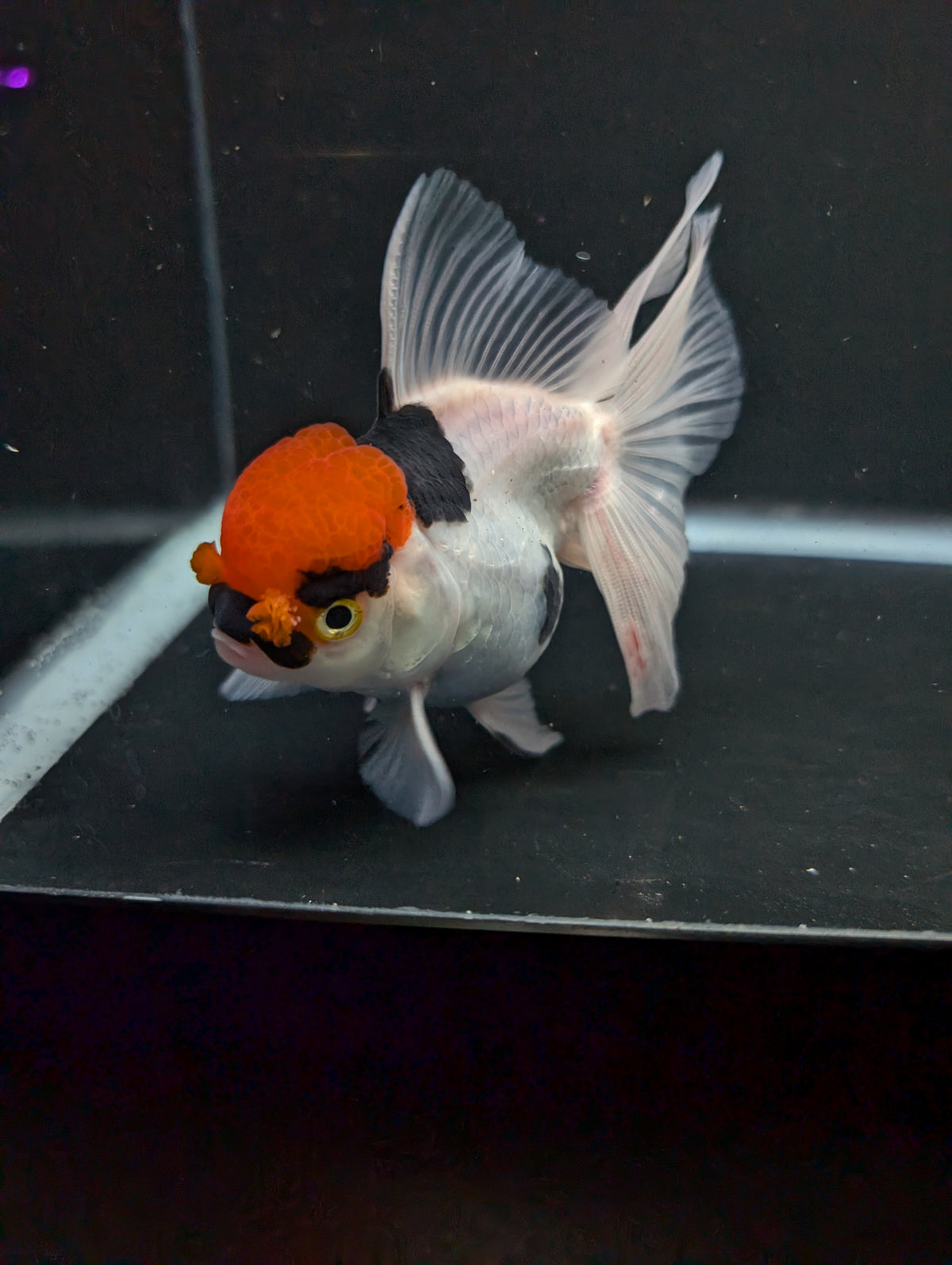 Thai Oranda Tricolor 4"-4.5"in.  ID#1016T1A-006