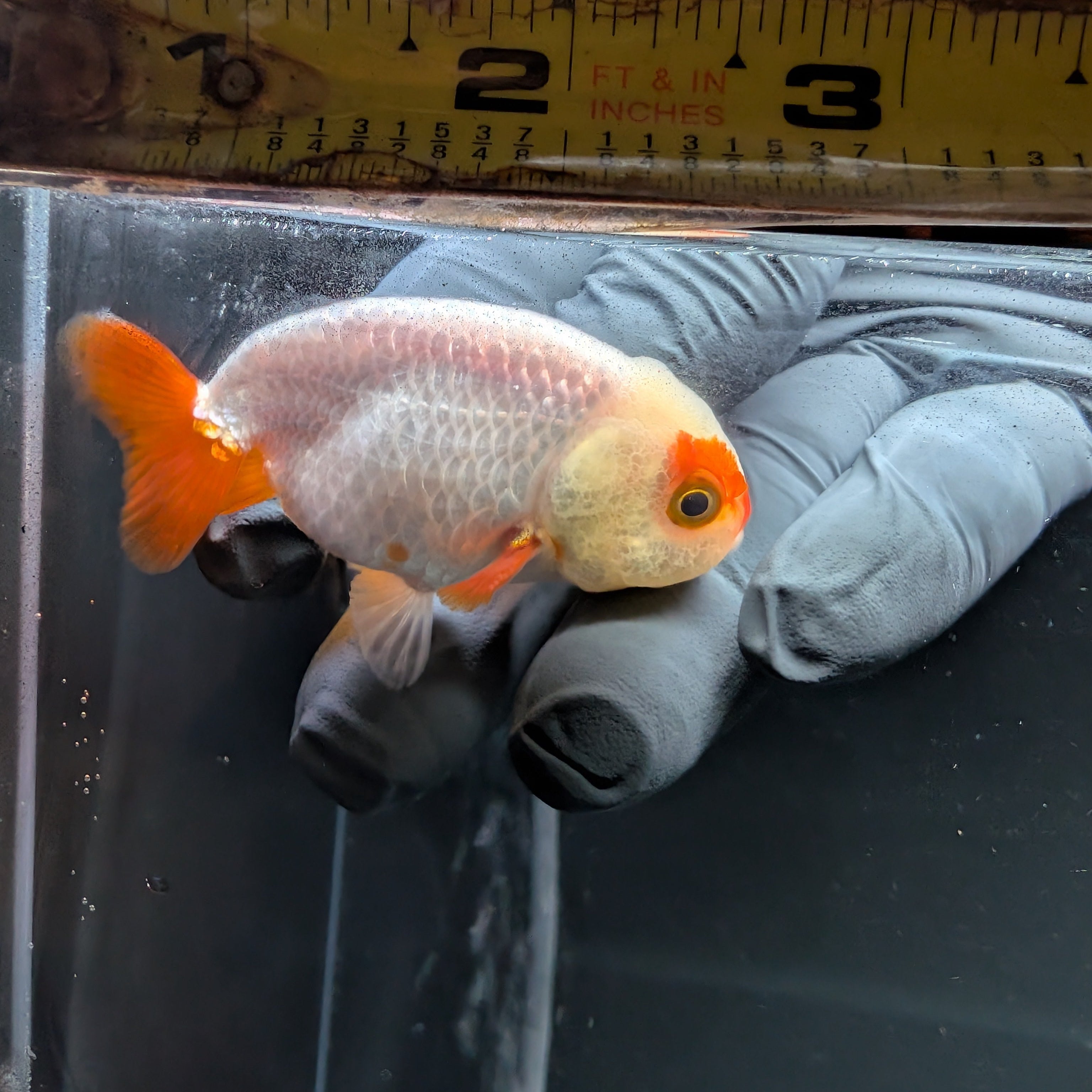 Baby Ranchu Red White 2.5"-3" in. ID#515R4A-004