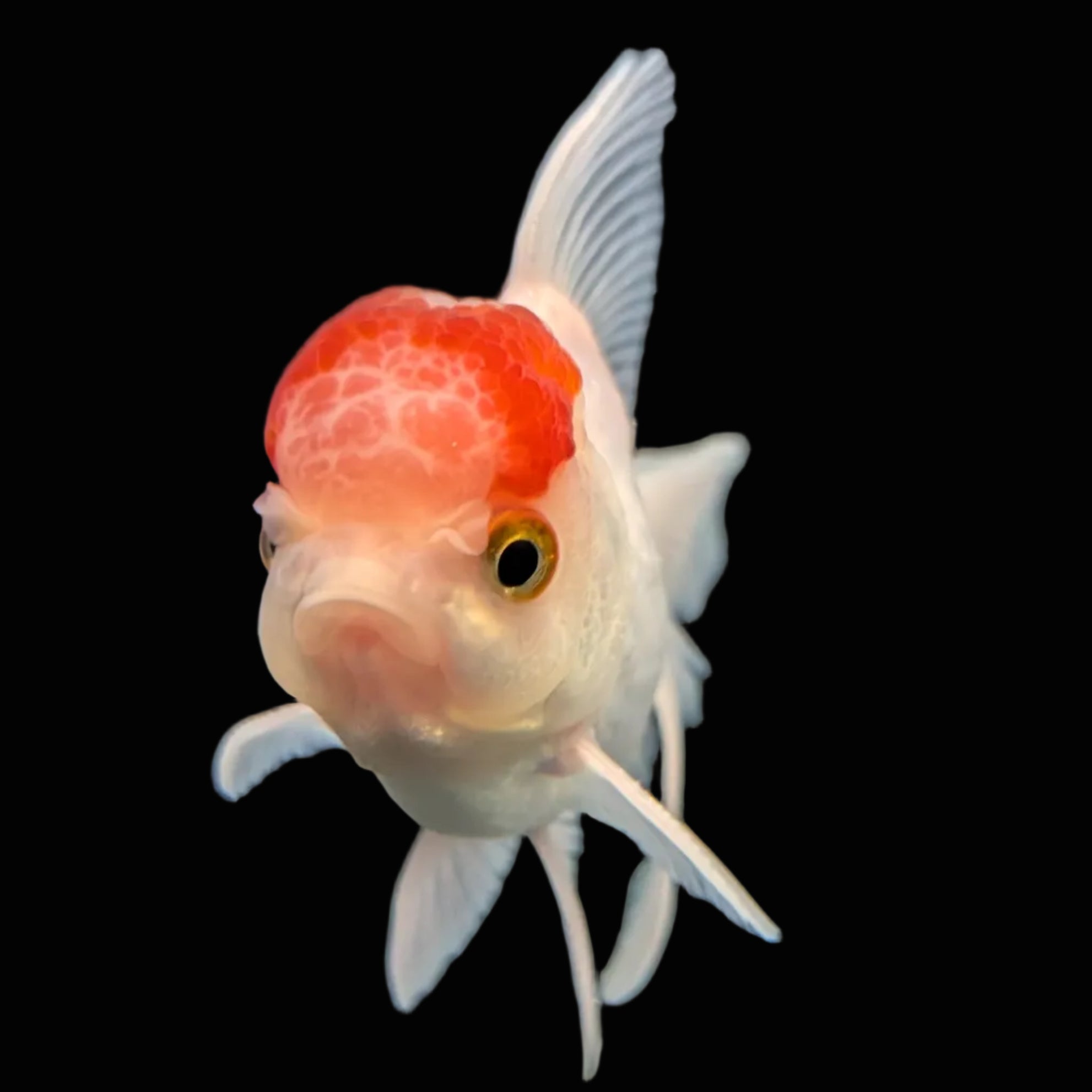 Juvenile Oranda Tricolor 3.5"-4" in.  ID#417T7A-009