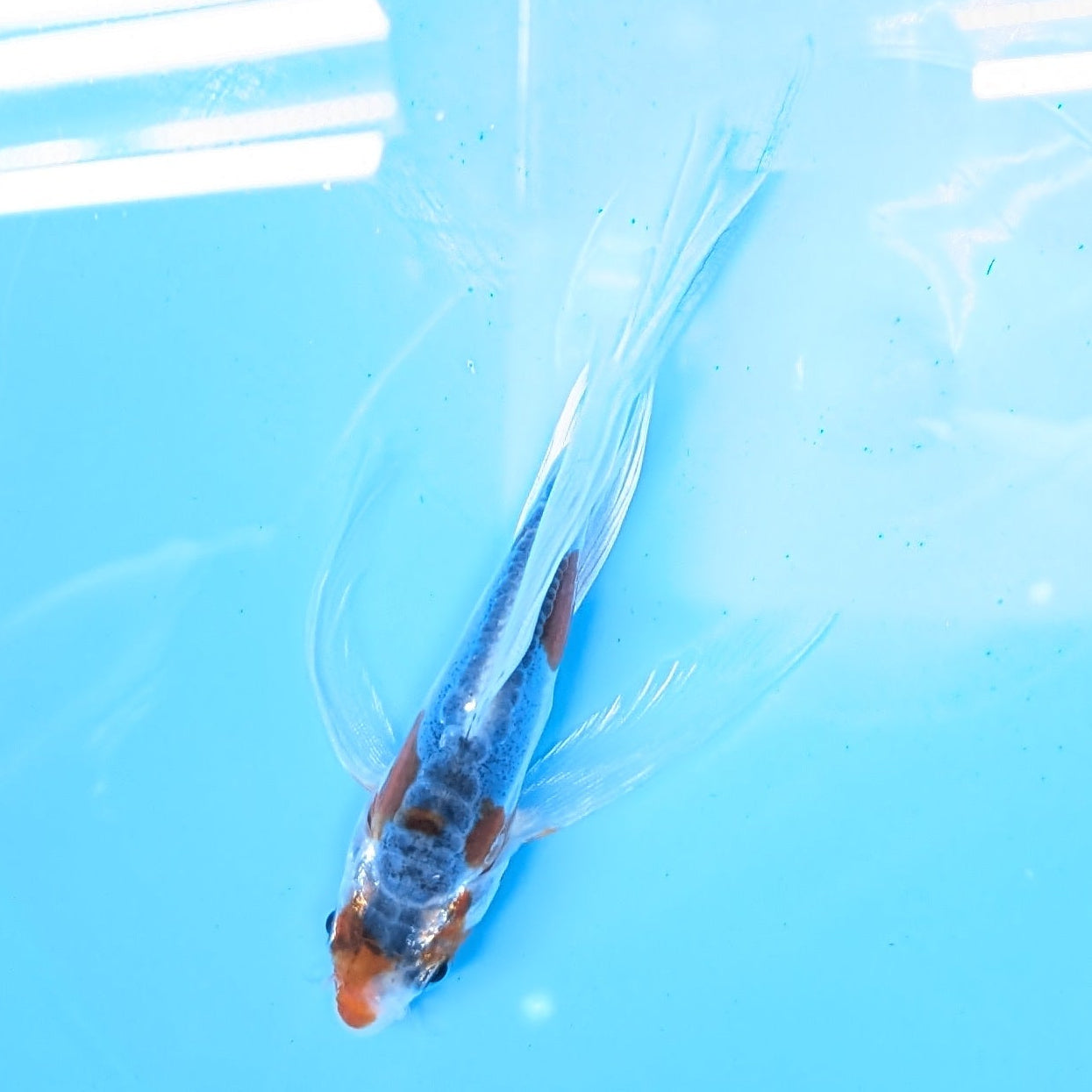 Shusui Butterfly Koi  5"-6" in. ID#727BFK-003