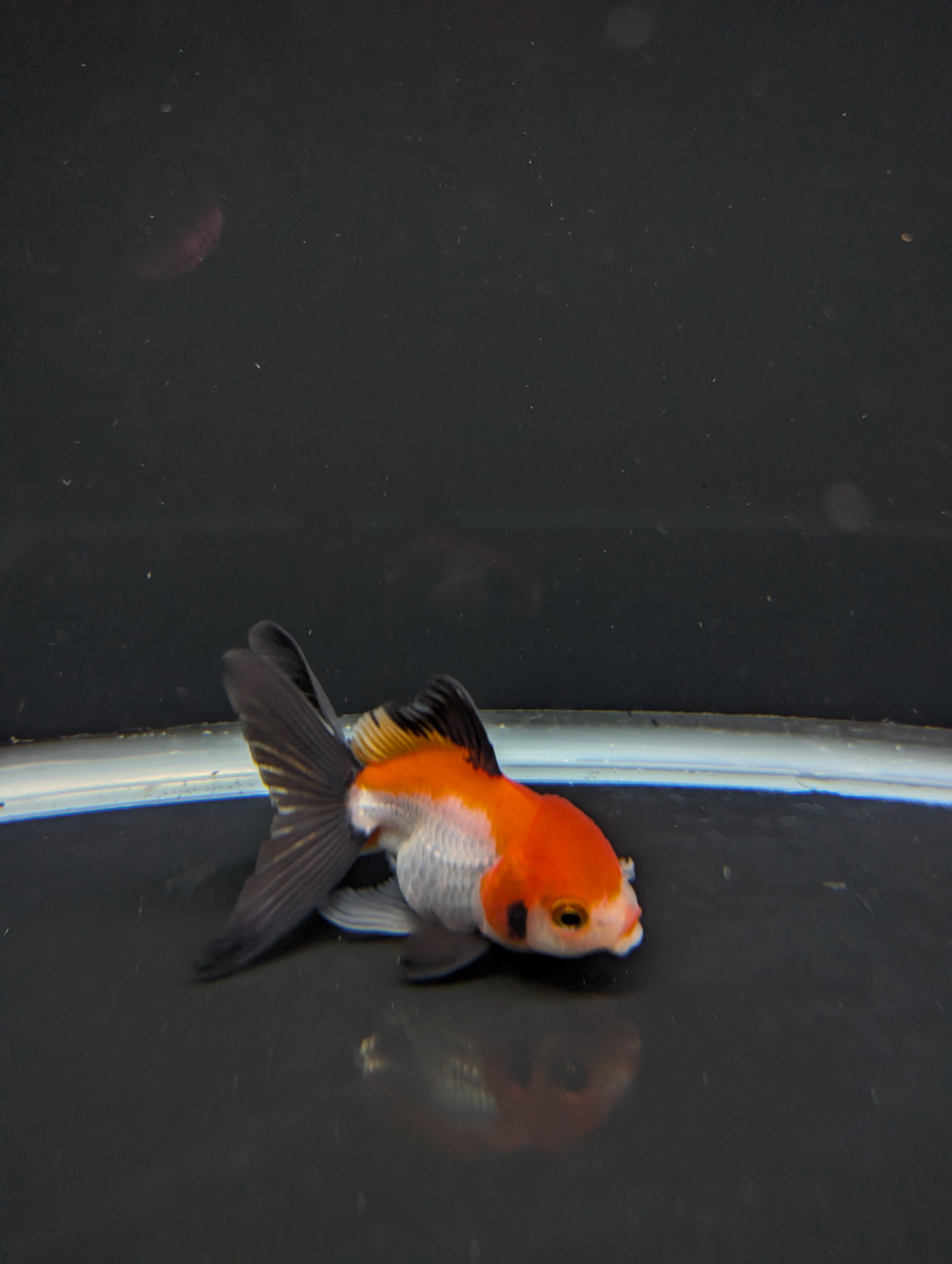 Juvenile Thai Oranda Tricolor 3"in.  ID#814T1A-009