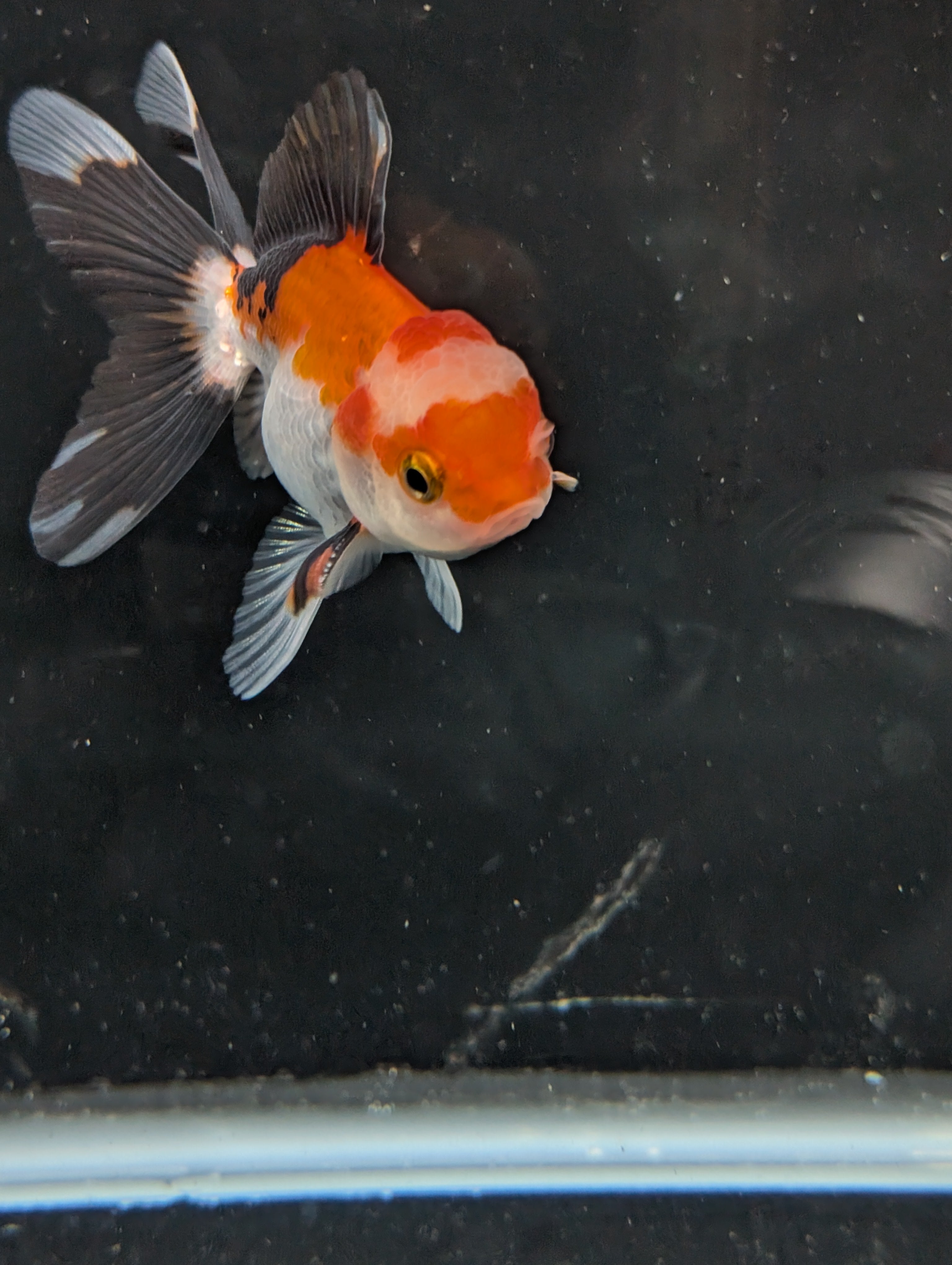Juvenile Oranda Tricolor 3.5"-4" in.  ID#410T8A-018