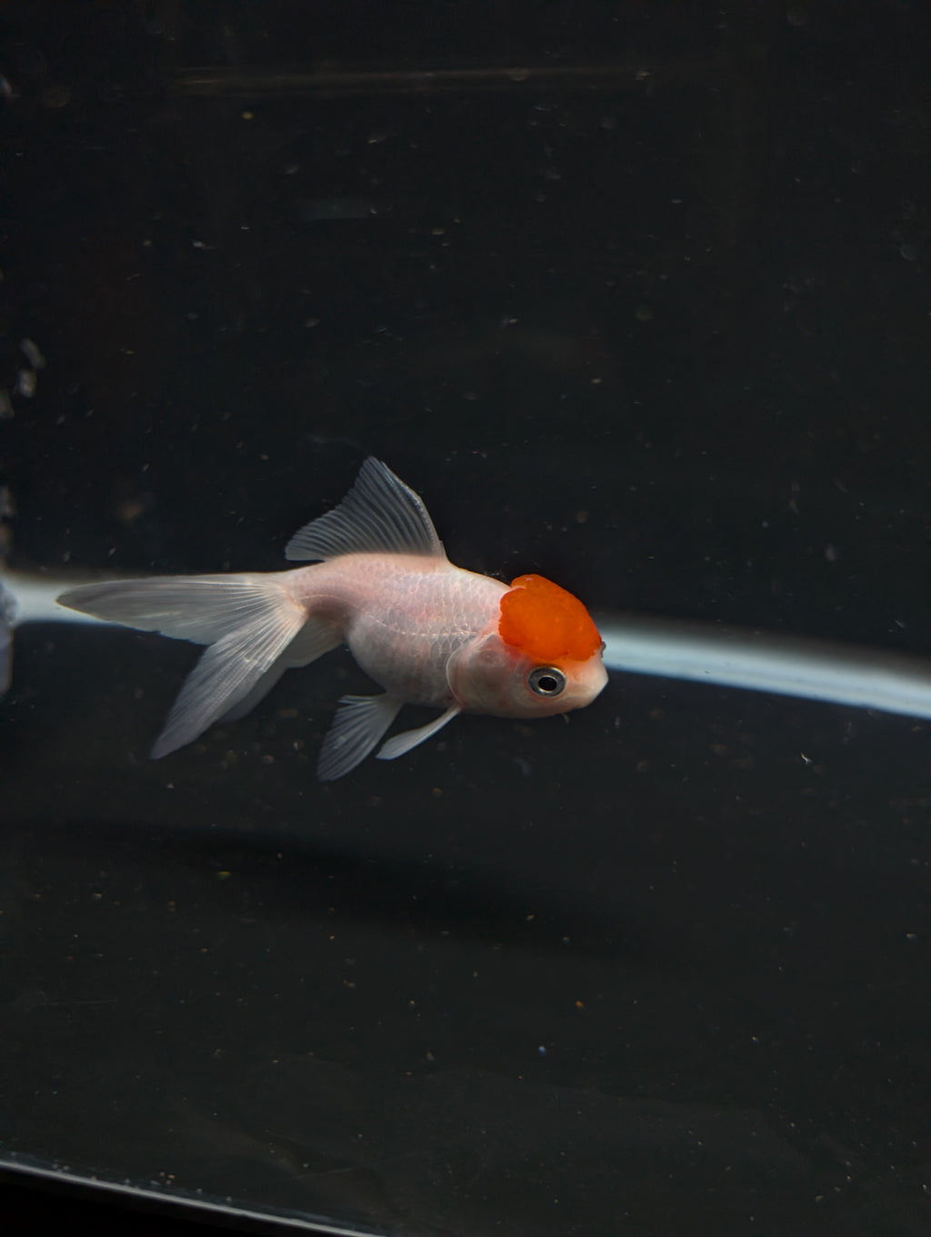 Juvenile Oranda  Red Cap 3"-3.5"in.  ID#619T1A-020