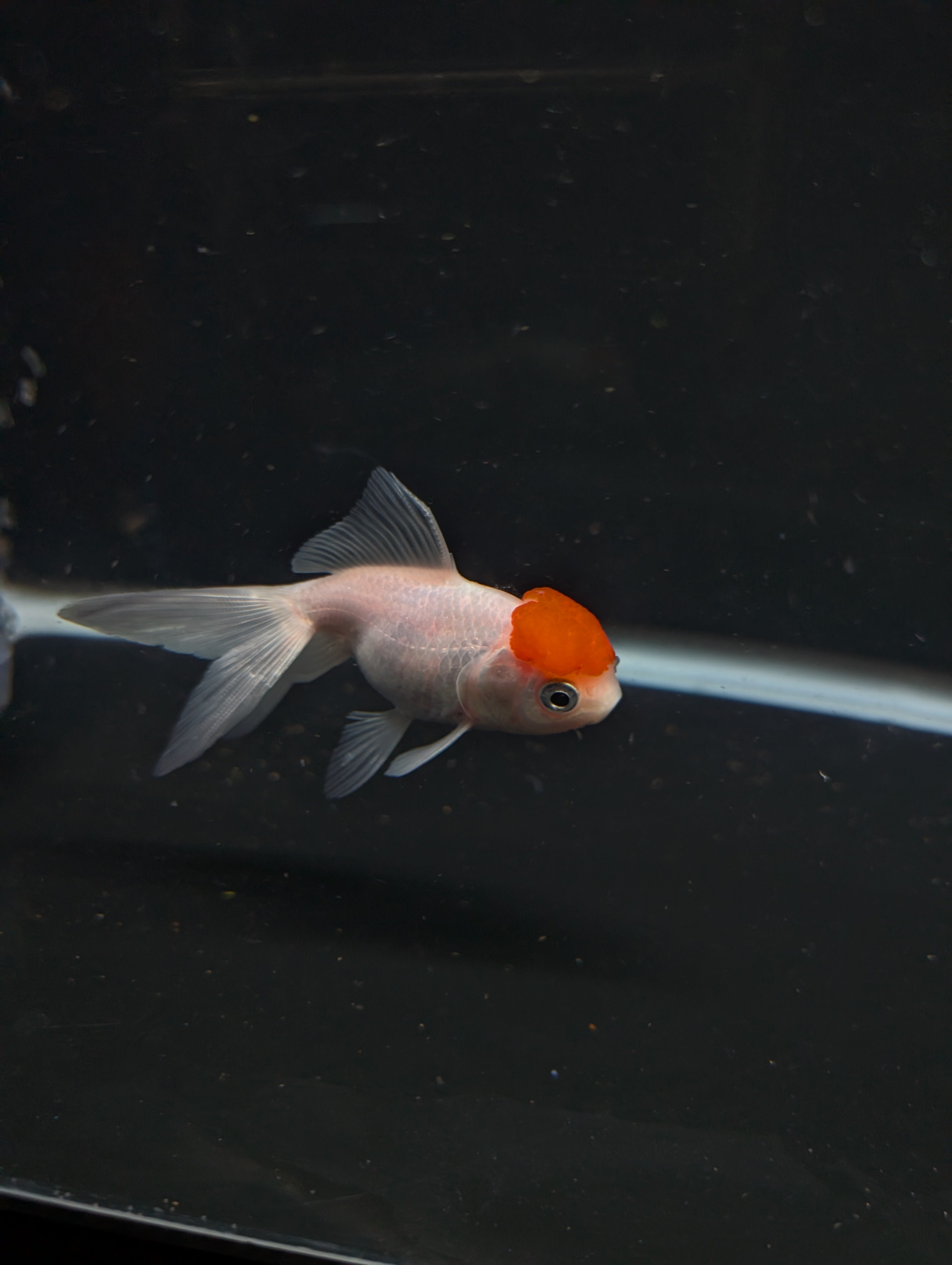 Juvenile Oranda  Red Cap 3"-3.5"in.  ID#619T1A-020