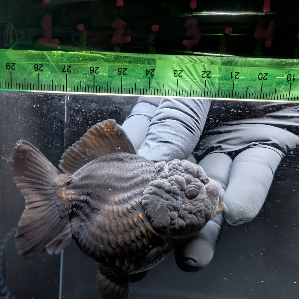 Thai Oranda Shogun Calico 4" in. ID#703SG7A-006 Please See Notes.