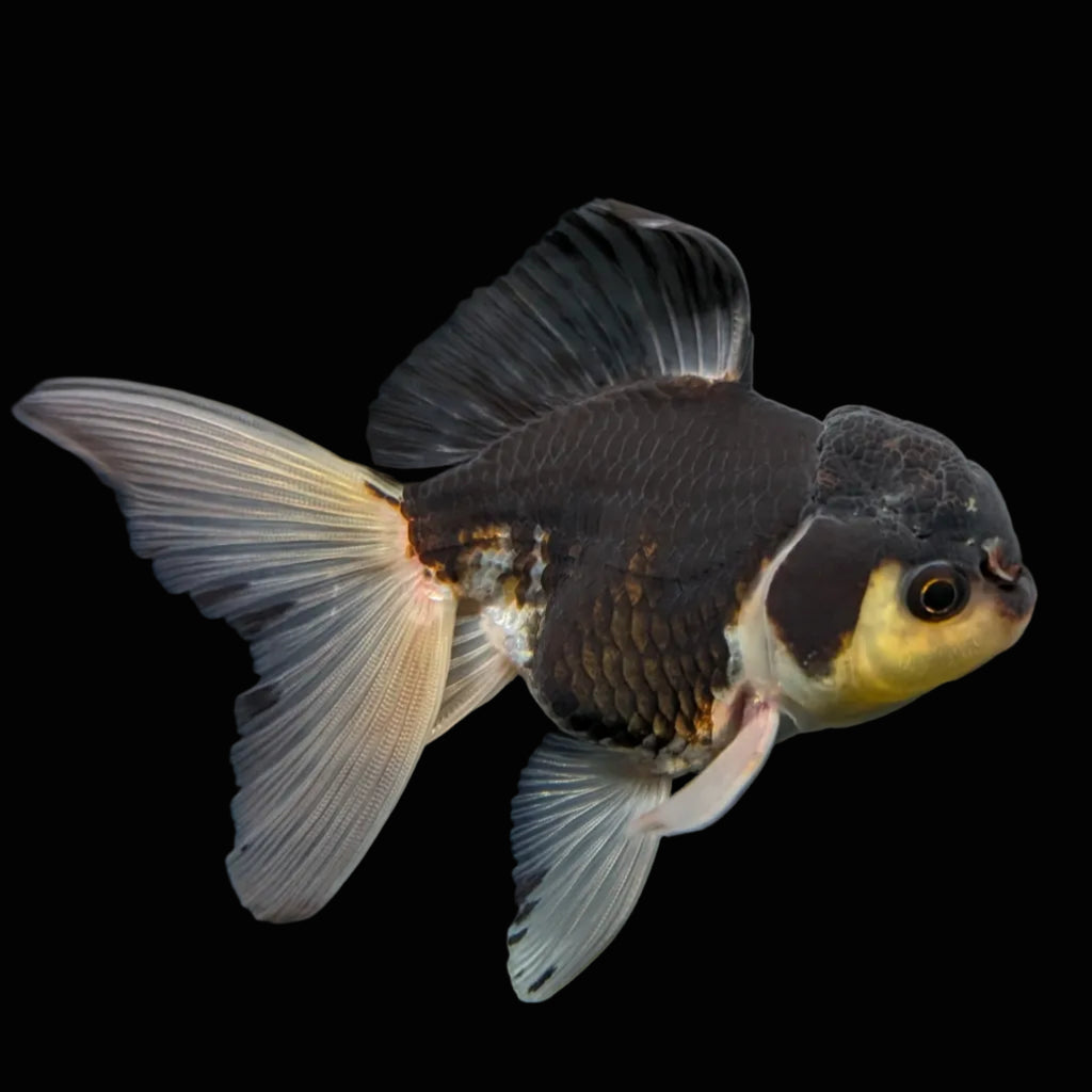 Thai Juvenile Oranda Panda 3.5"-4"in.  ID#724T1A-024