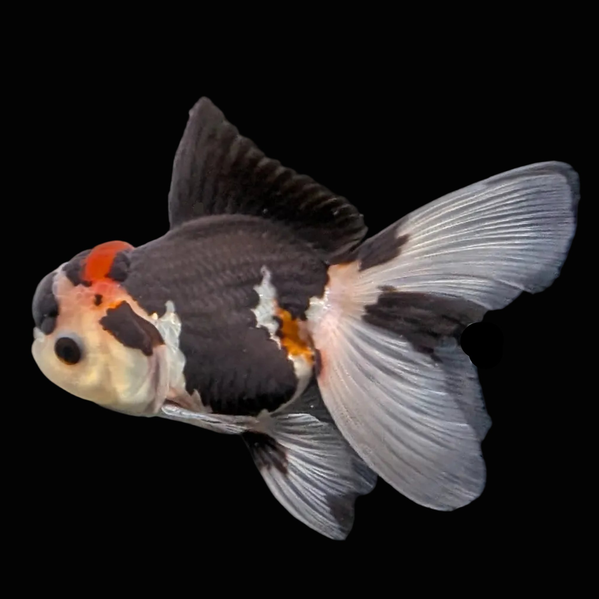 Thai Juvenile Oranda Tricolor 3.5"-4"in.  ID#731T1A-053