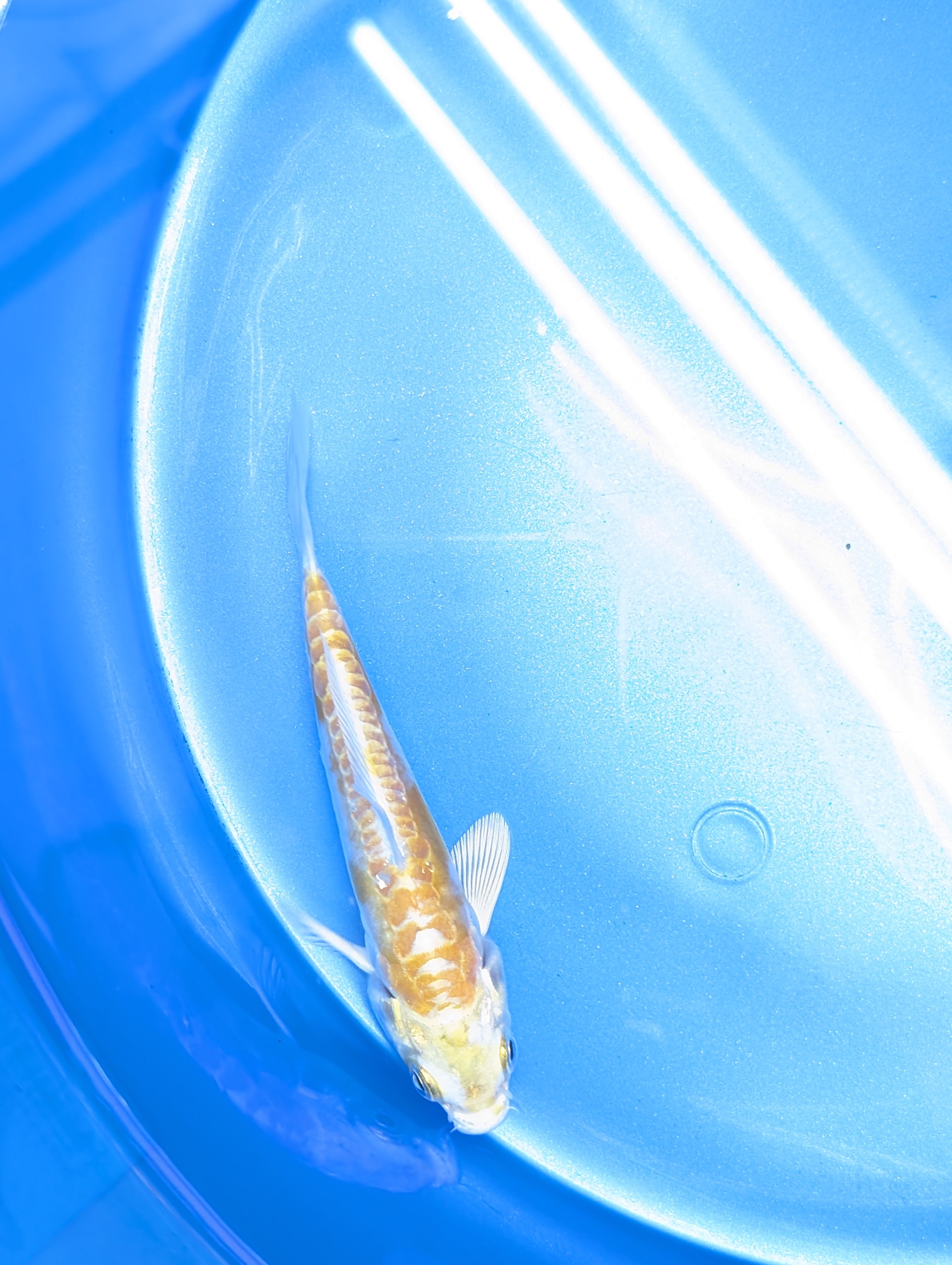 Doitsu Hariwake Koi  4"in. ID#806BFK-017