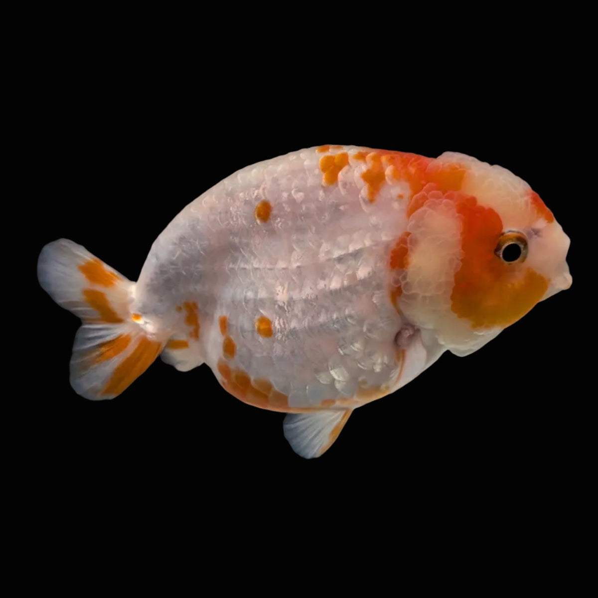Jumbo Ranchu Sakura 4.5"-5" in. ID#1009R8A-052