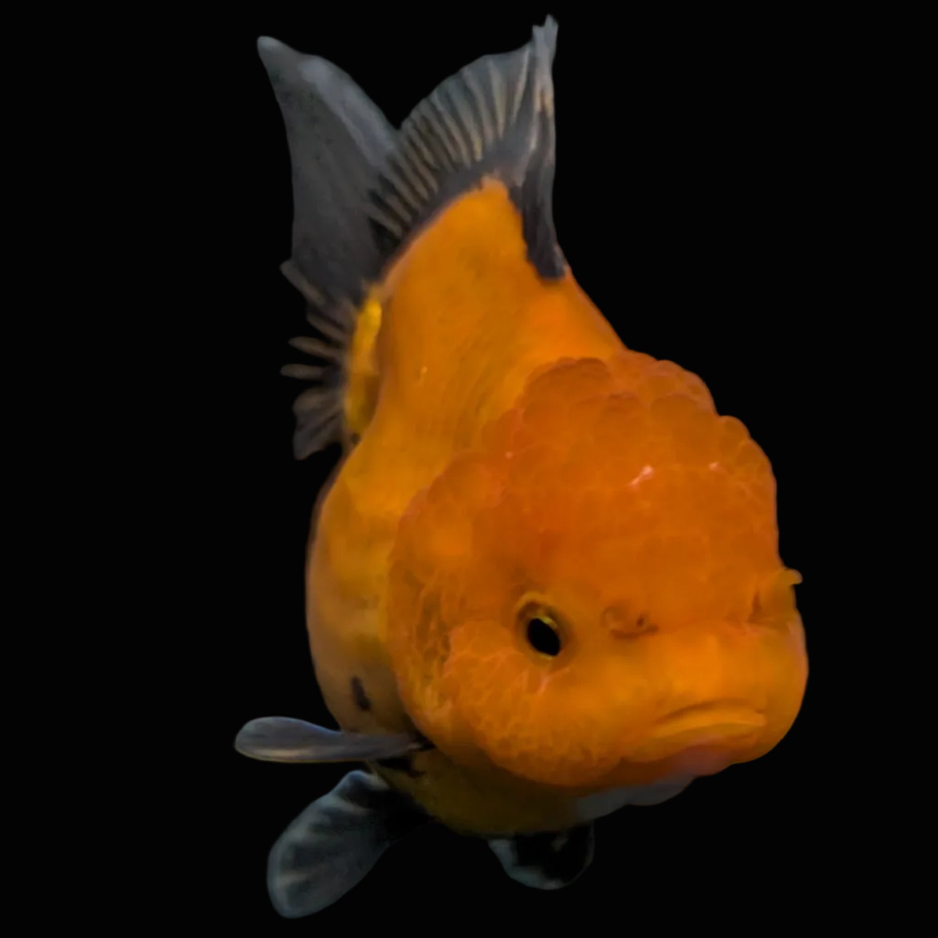 Thai Oranda Red Black  4.5"-5"  ID#718T5B-005