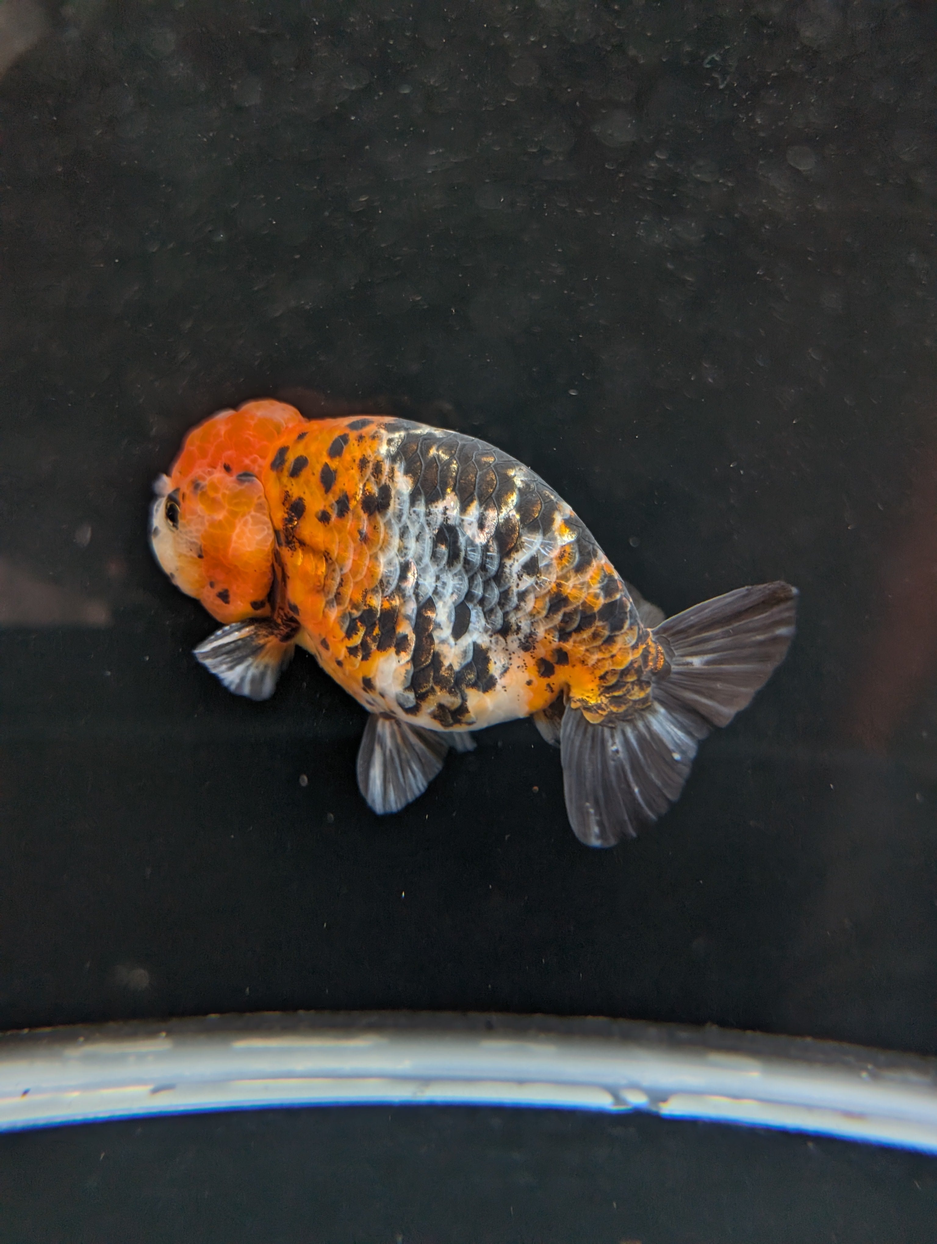 Jumbo Ranchu Calico 4.5"-5" in. ID#821R8A-031