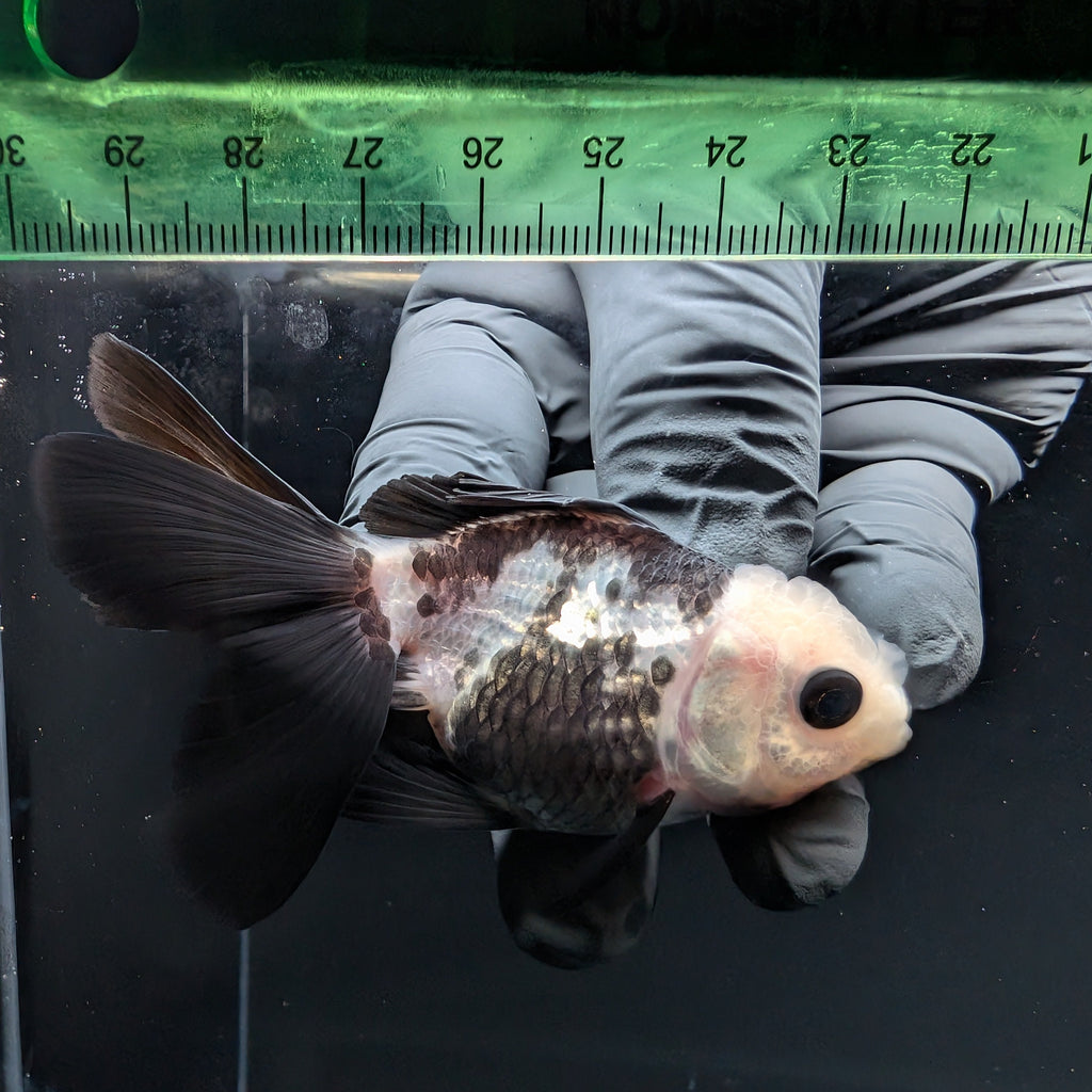 Thai Baby Oranda Panda 3"in.  ID#807T1A-001