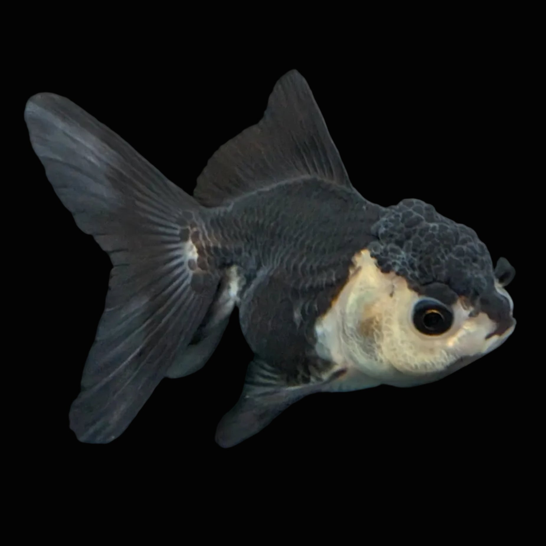 Thai Baby Oranda Panda 3"in.  ID#807T1A-003