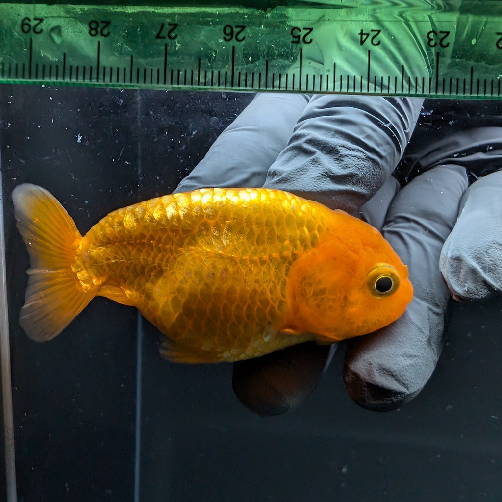 Ranchu Red White 2.5"-3" in. ID#724R4A-027