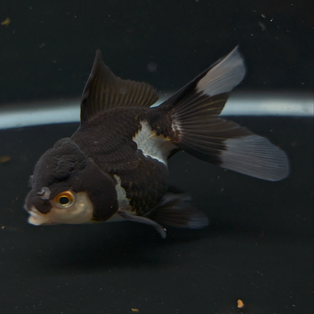 Thai Juvenile Oranda Panda 3"-3.5" in.  ID#626T1A-003