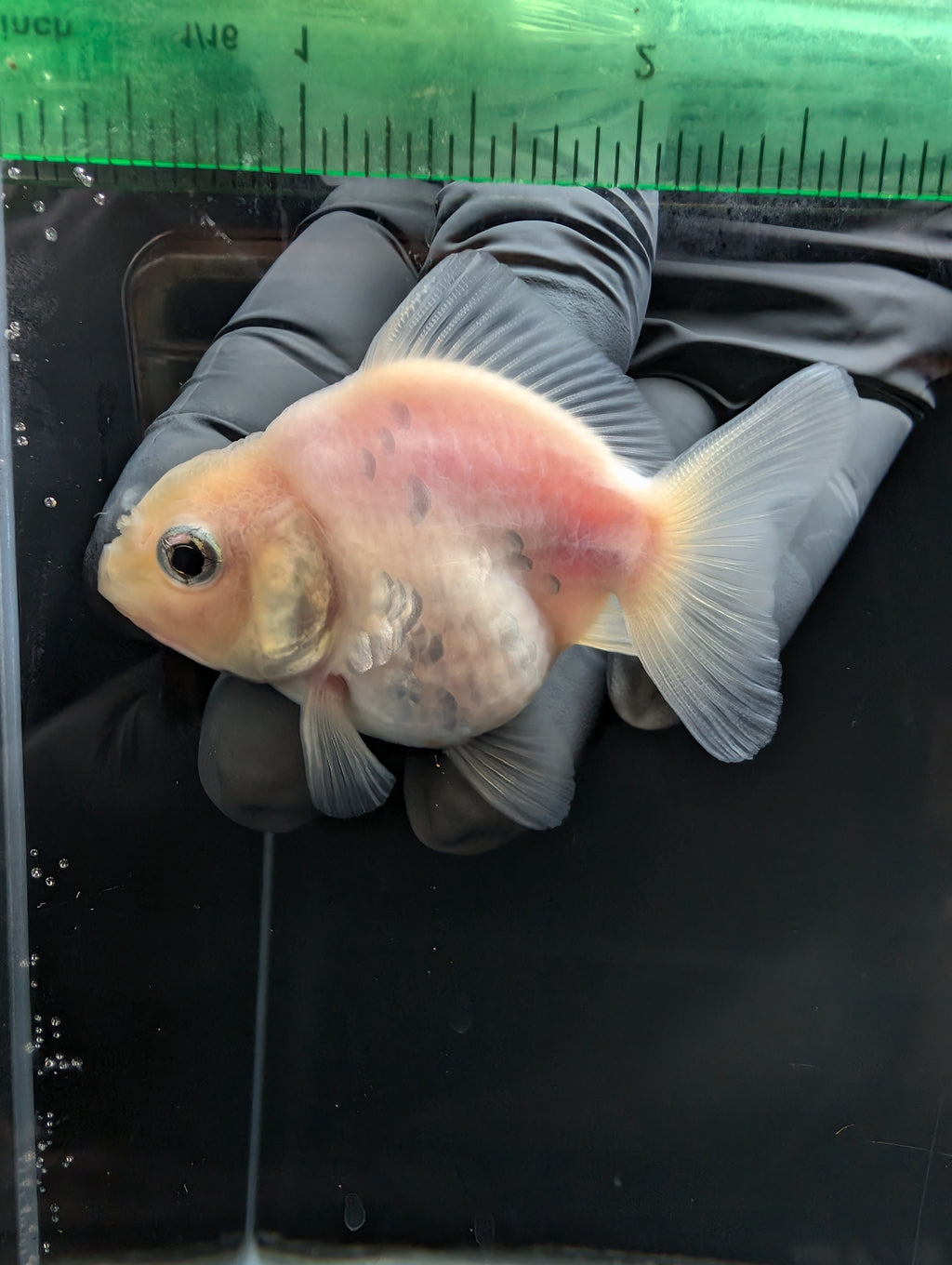 Baby Thai Shogun Oranda White 2"-2.5" in. ID#1023BSG11A-023