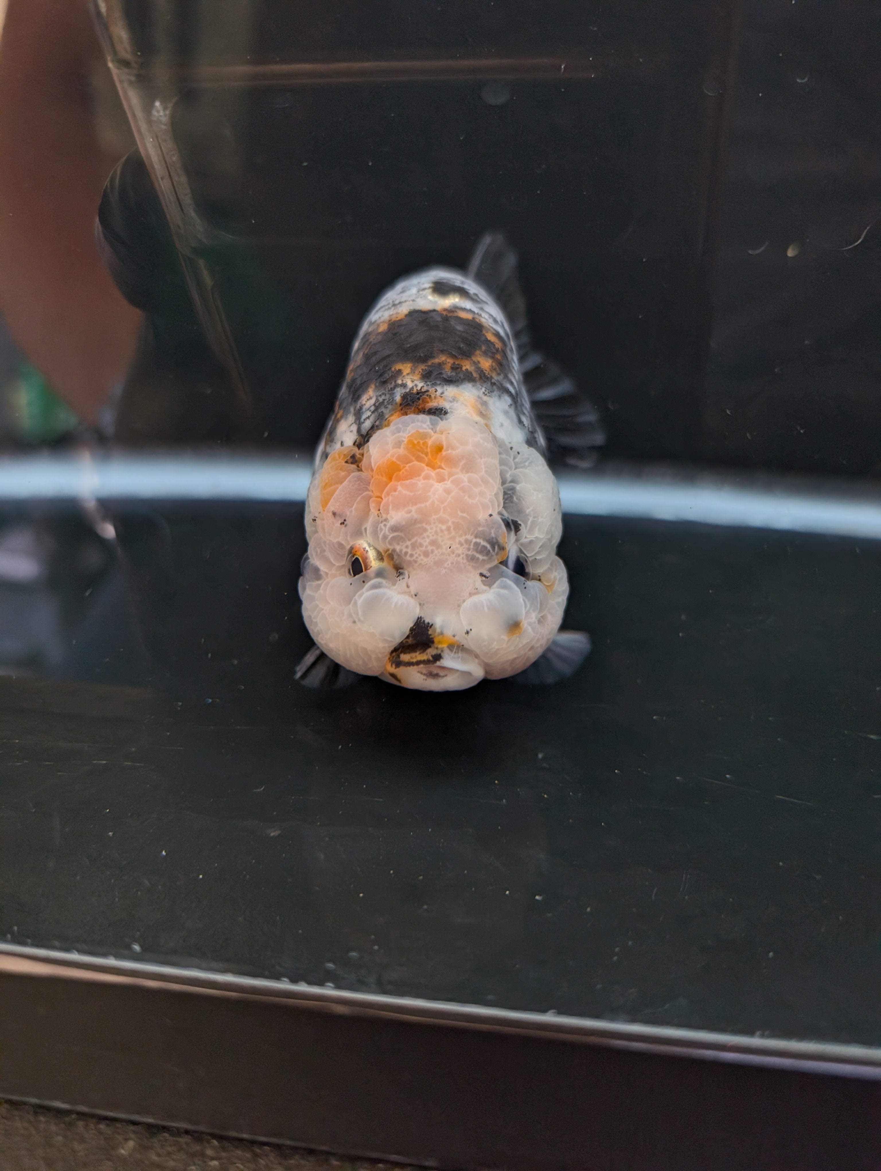 Jumbo Ranchu Kirin Calico 4.5"-5" in. ID#814R8A-024