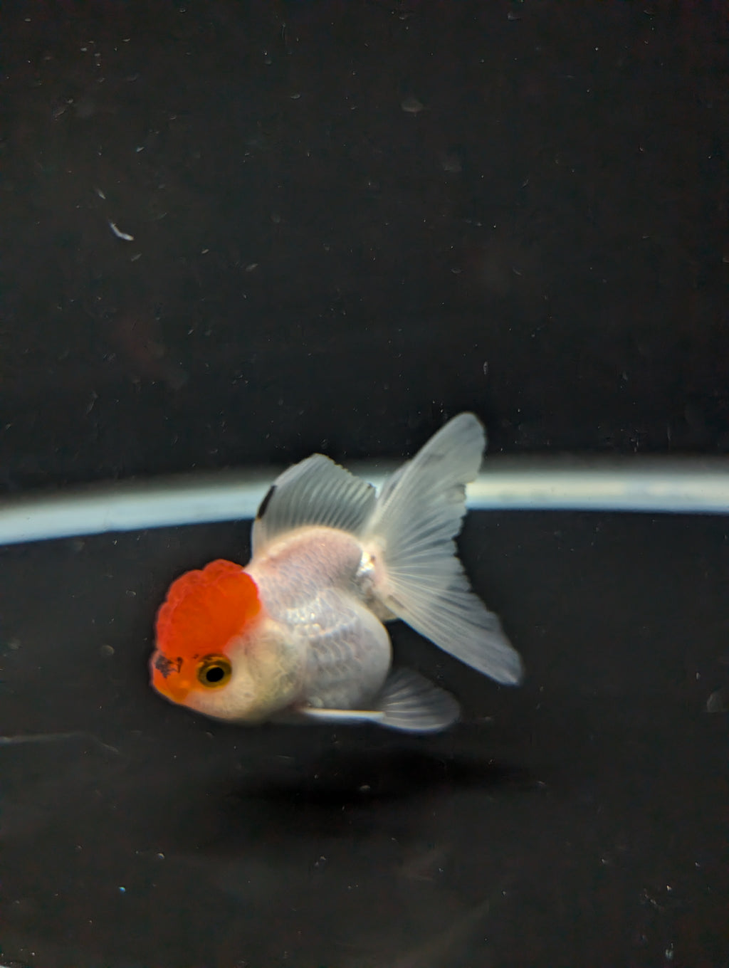 Juvenile Oranda Tricolor 3.5"-4" in.  ID#501T2A-001