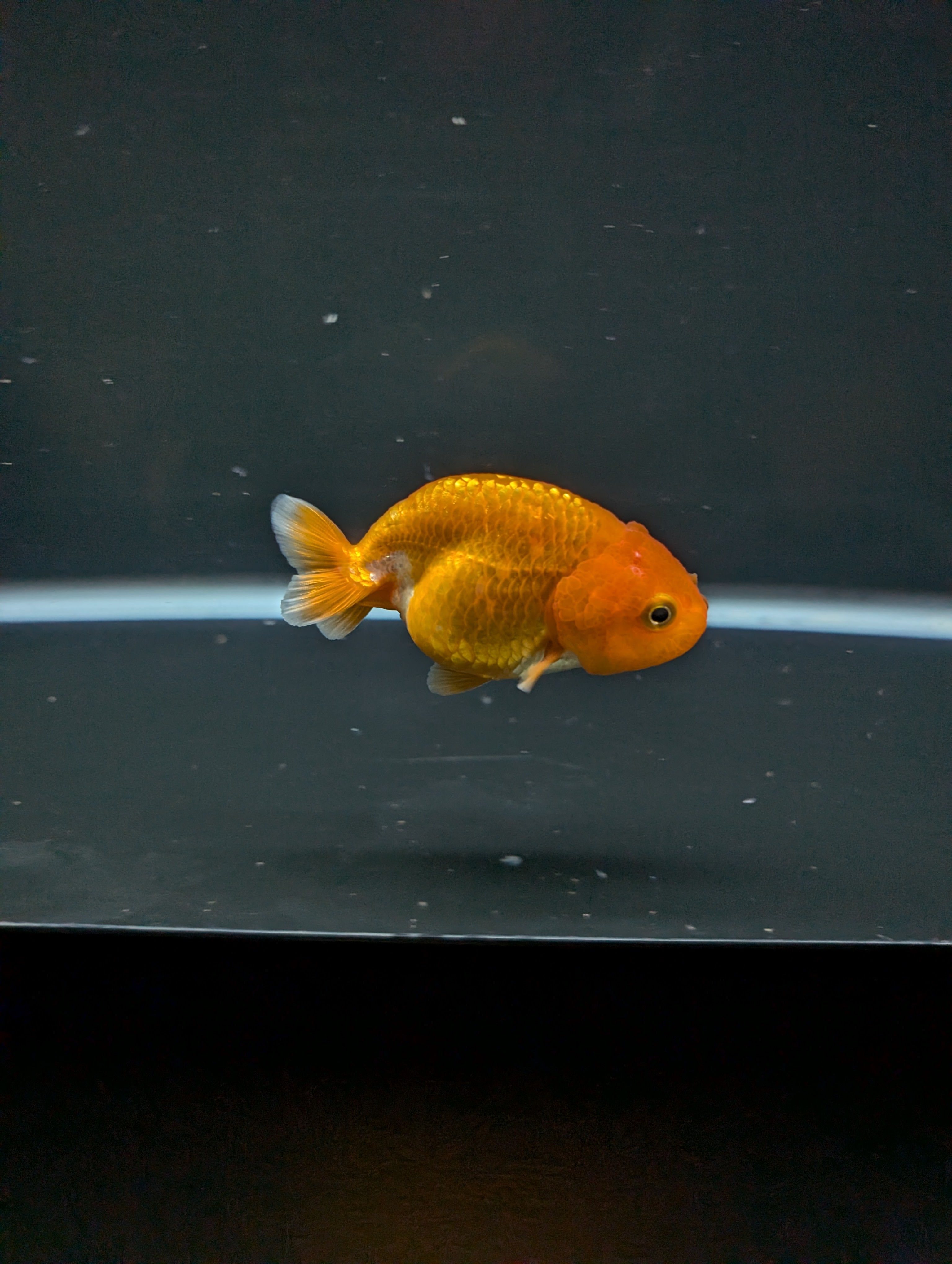 Ranchu Red White 3"-3.5" in. ID#501R13A-023