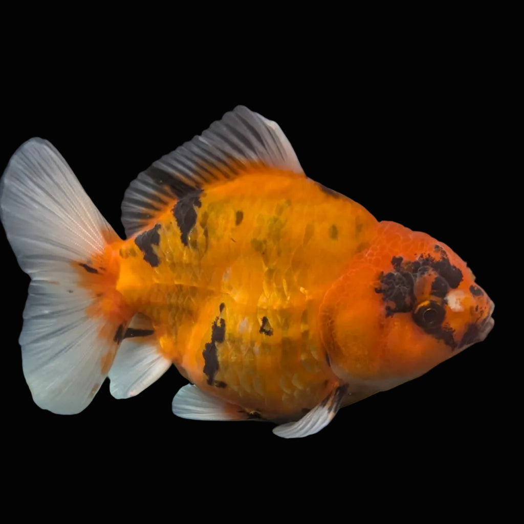 Jumbo Oranda Yuan Bao Calico   4"-4.5"in. ID#807SB13A-007