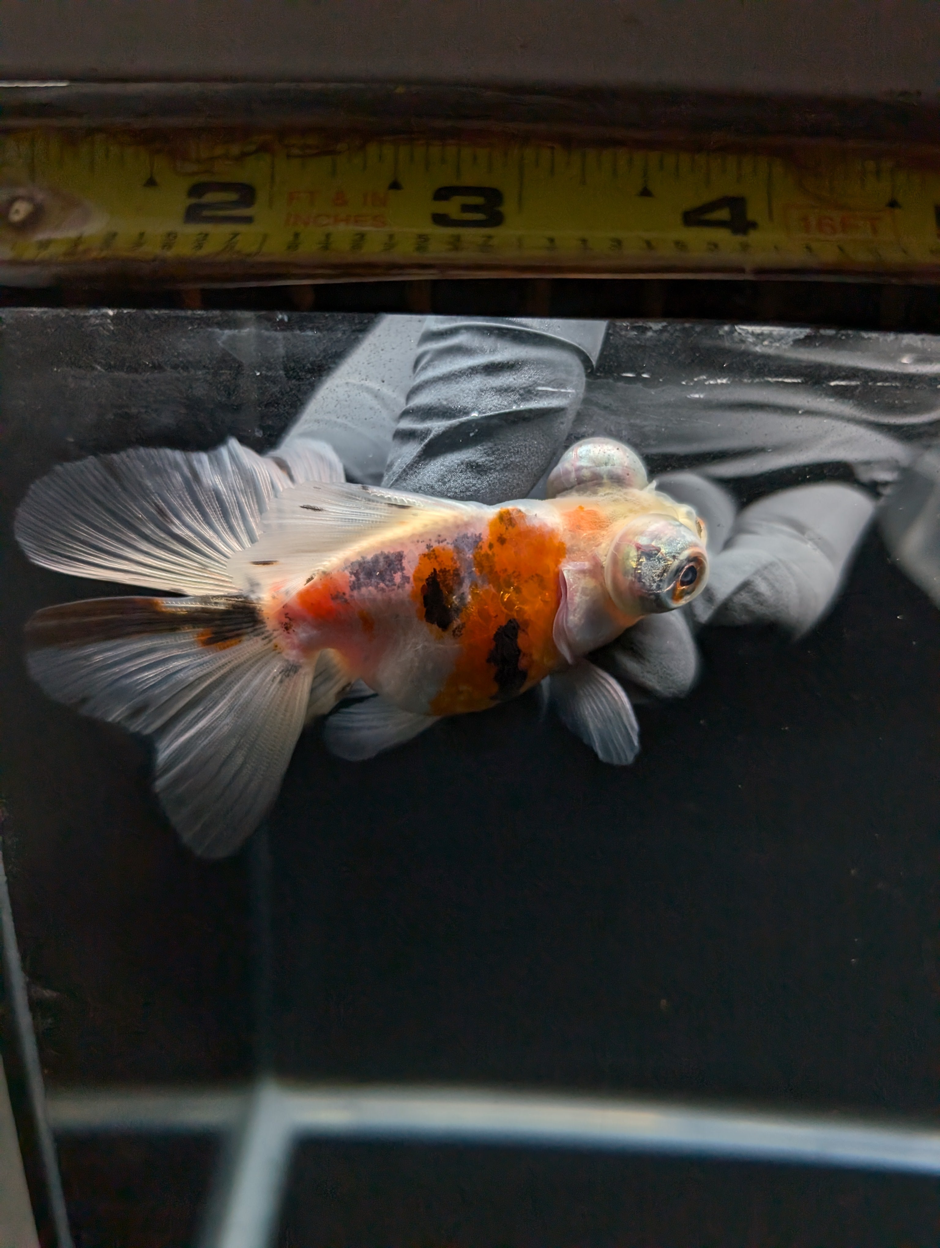Telescope Butterfly Calico 3.5"-4" in. ID#605B6B-038