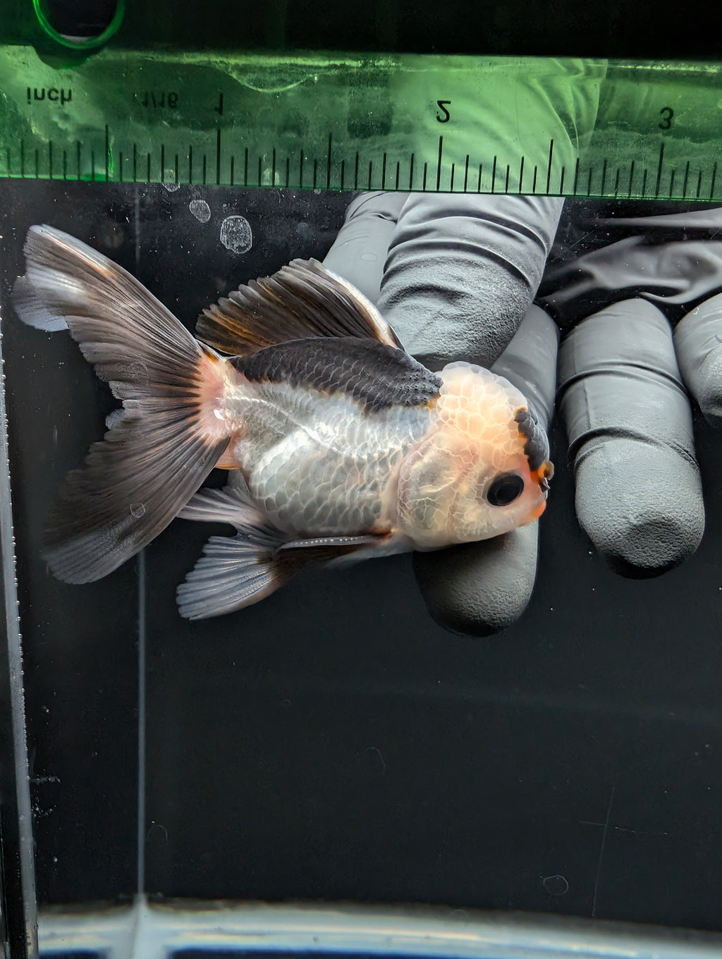Juvenile Thai Oranda Panda 3"in.  ID#814T1A-006