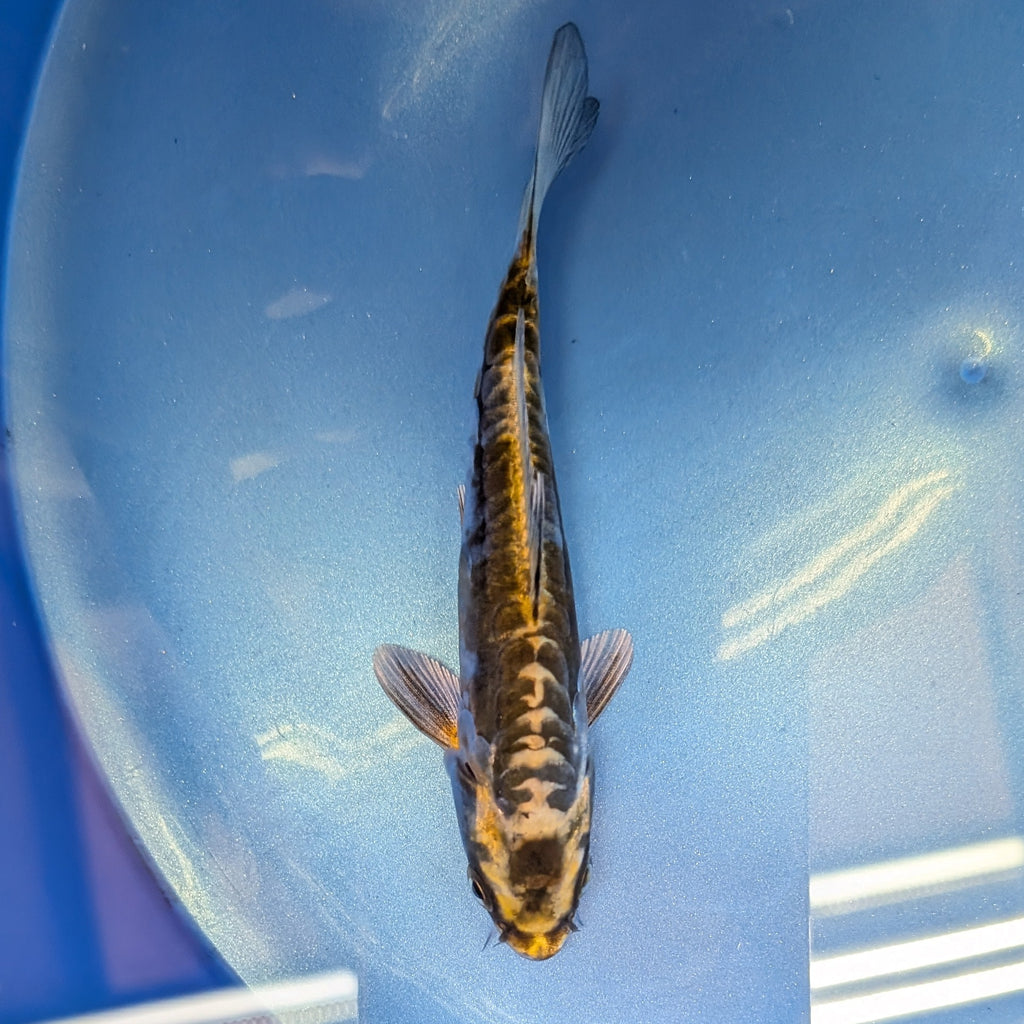 Kin Kikokuryu Koi  4"in. ID#806BFK-025