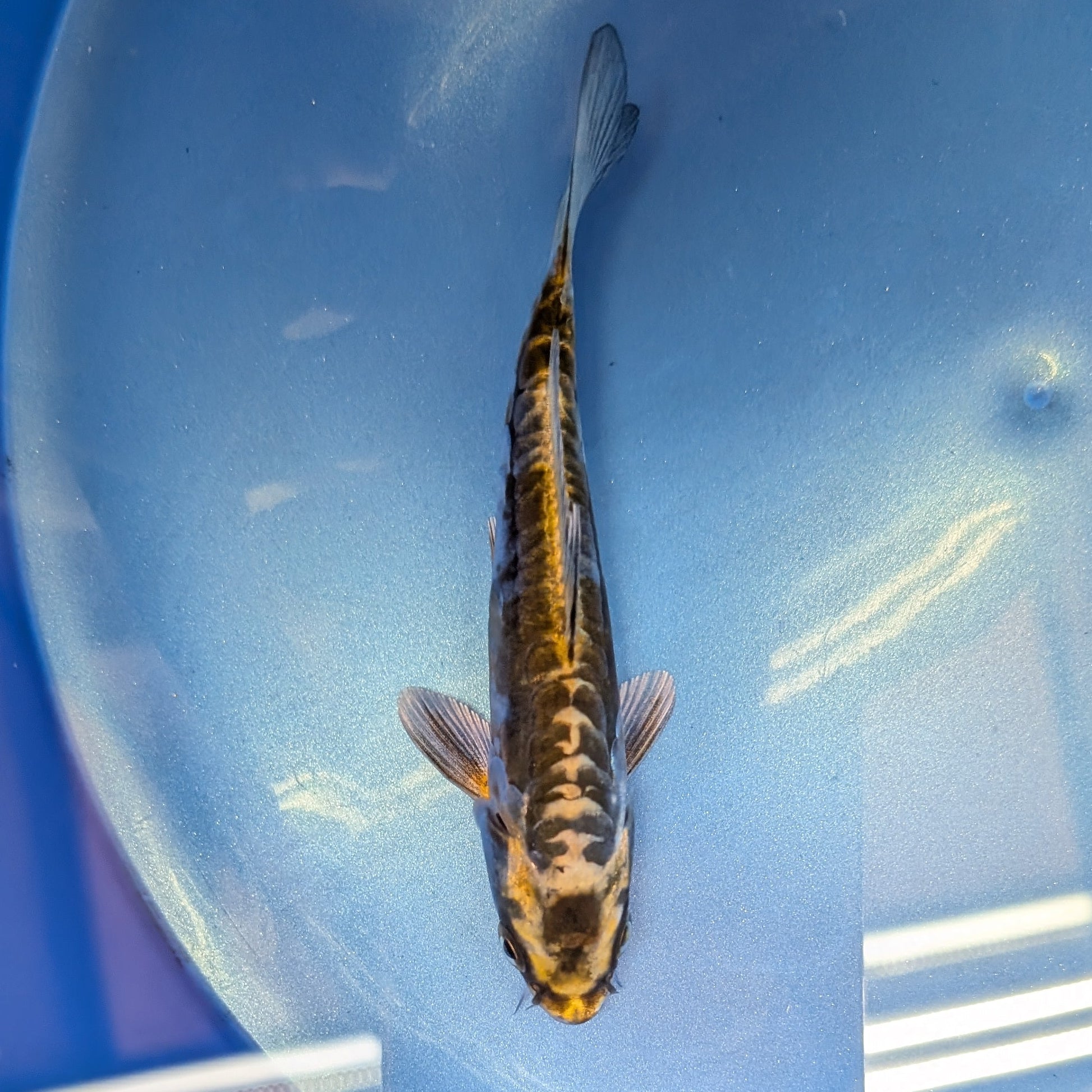 Kin Kikokuryu Koi  4"in. ID#806BFK-025