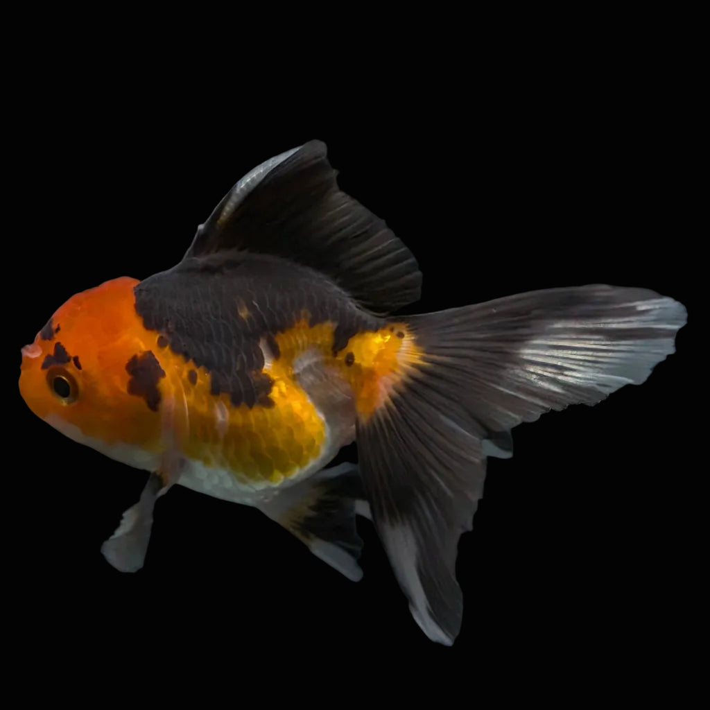 Thai Juvenile Oranda Tricolor 3"-3.5" in.  ID#626T1A-006