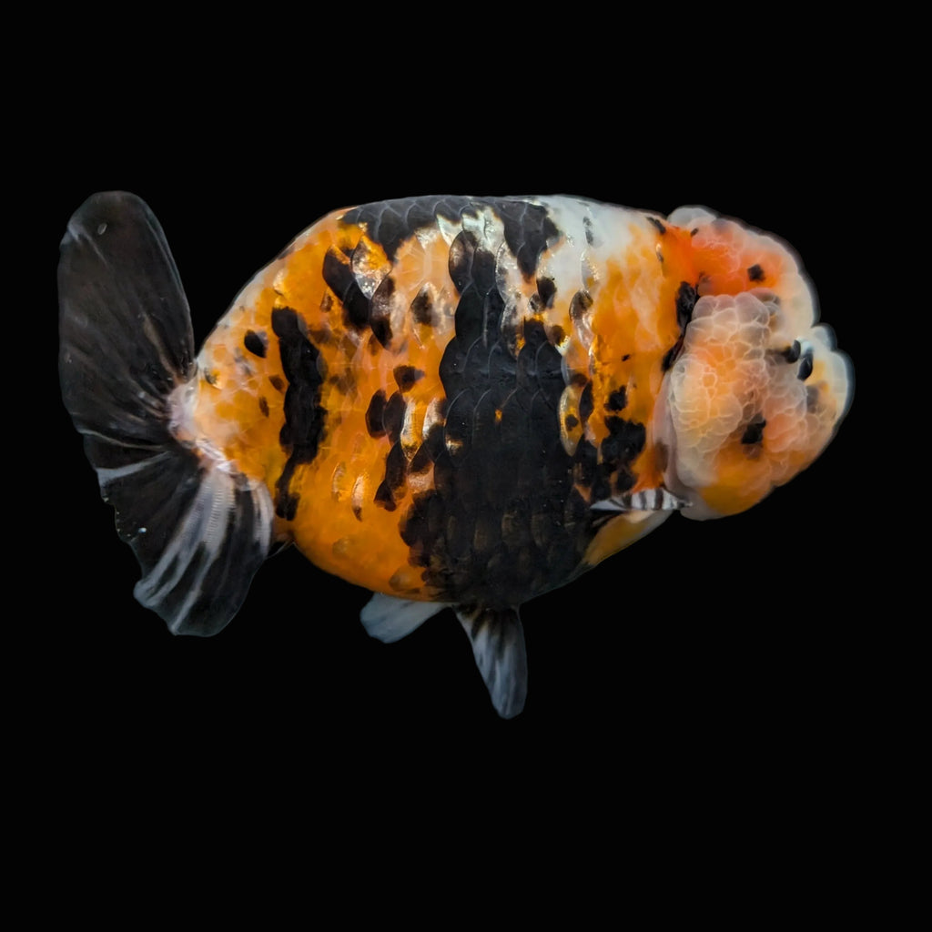 Jumbo Ranchu Milk Cow Calico 4.5"-5" in. ID#814R8A-021