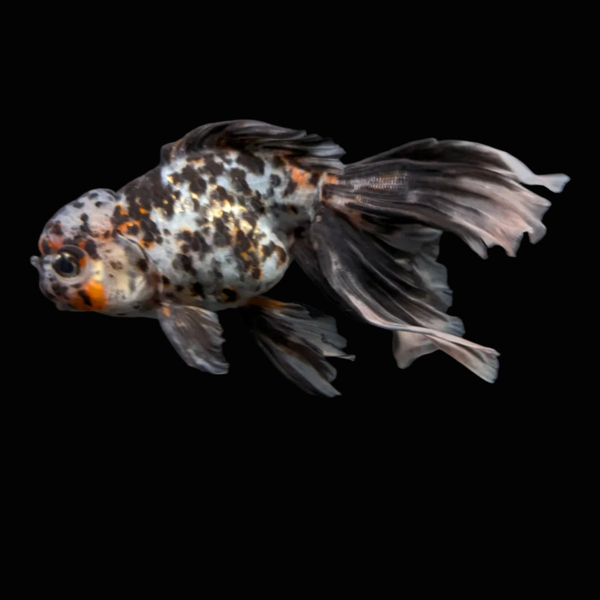 Calico Oranda 4.5"-5"in. ID#911LB2A-002