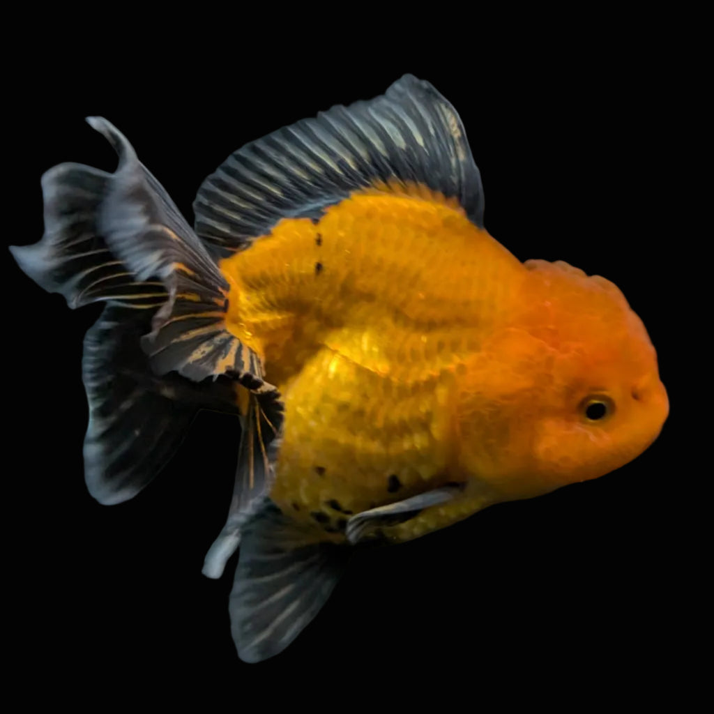 Thai Oranda Red Black  4.5"-5"  ID#718T5B-005