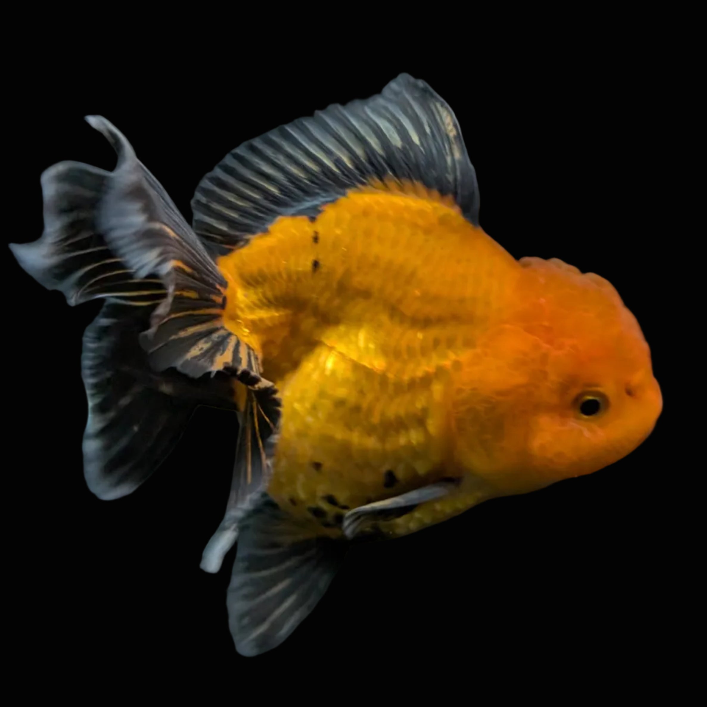 Thai Oranda Red Black  4.5"-5"  ID#718T5B-005