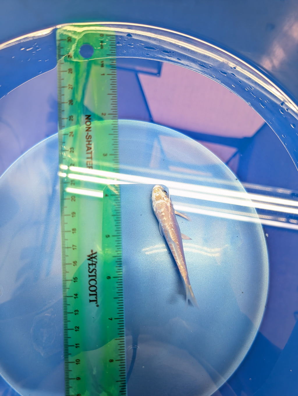 Doitsu Platinum Ogon Koi  4"in. ID#806BFK-018