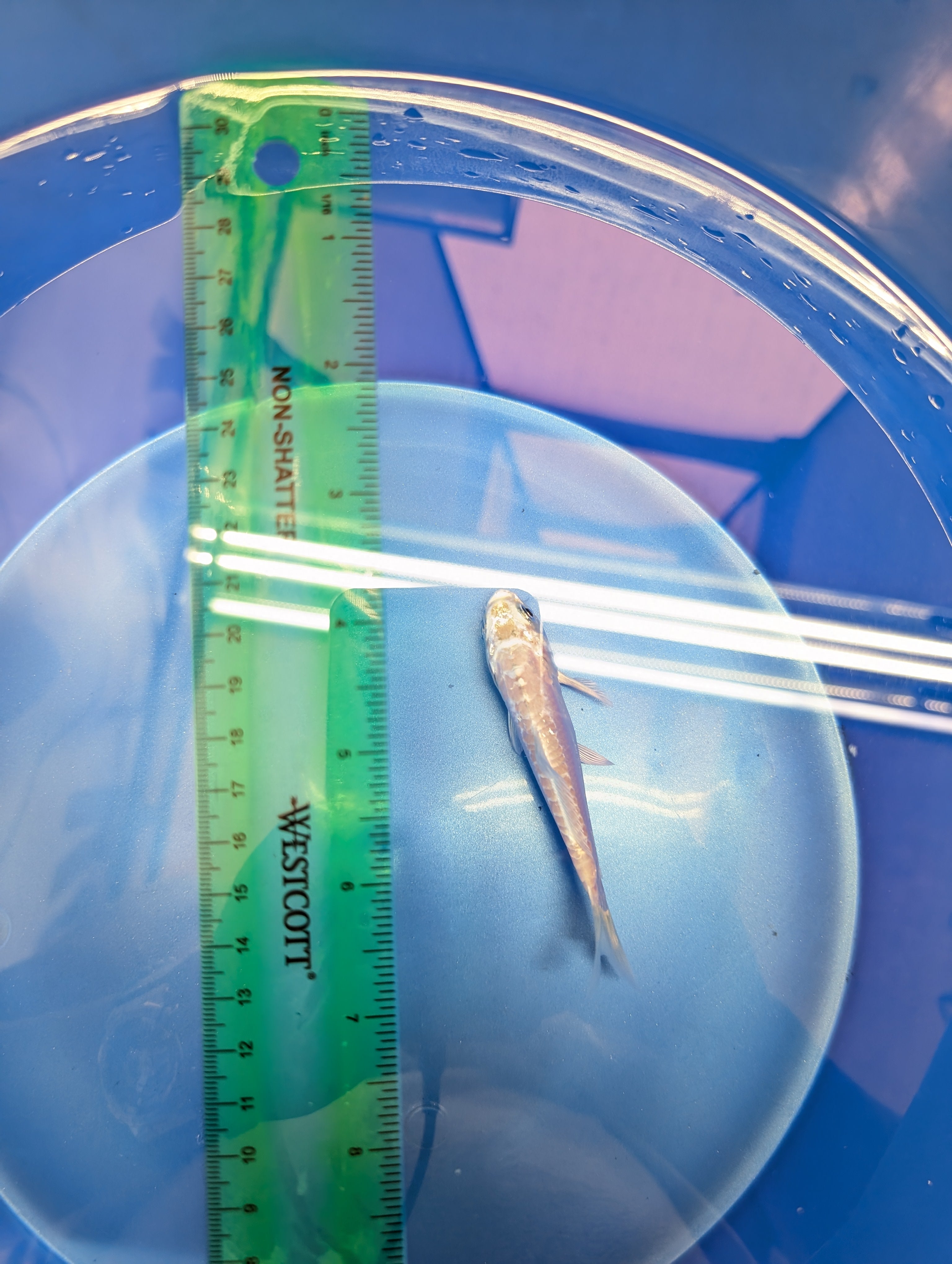 Doitsu Platinum Ogon Koi  4"in. ID#806BFK-018