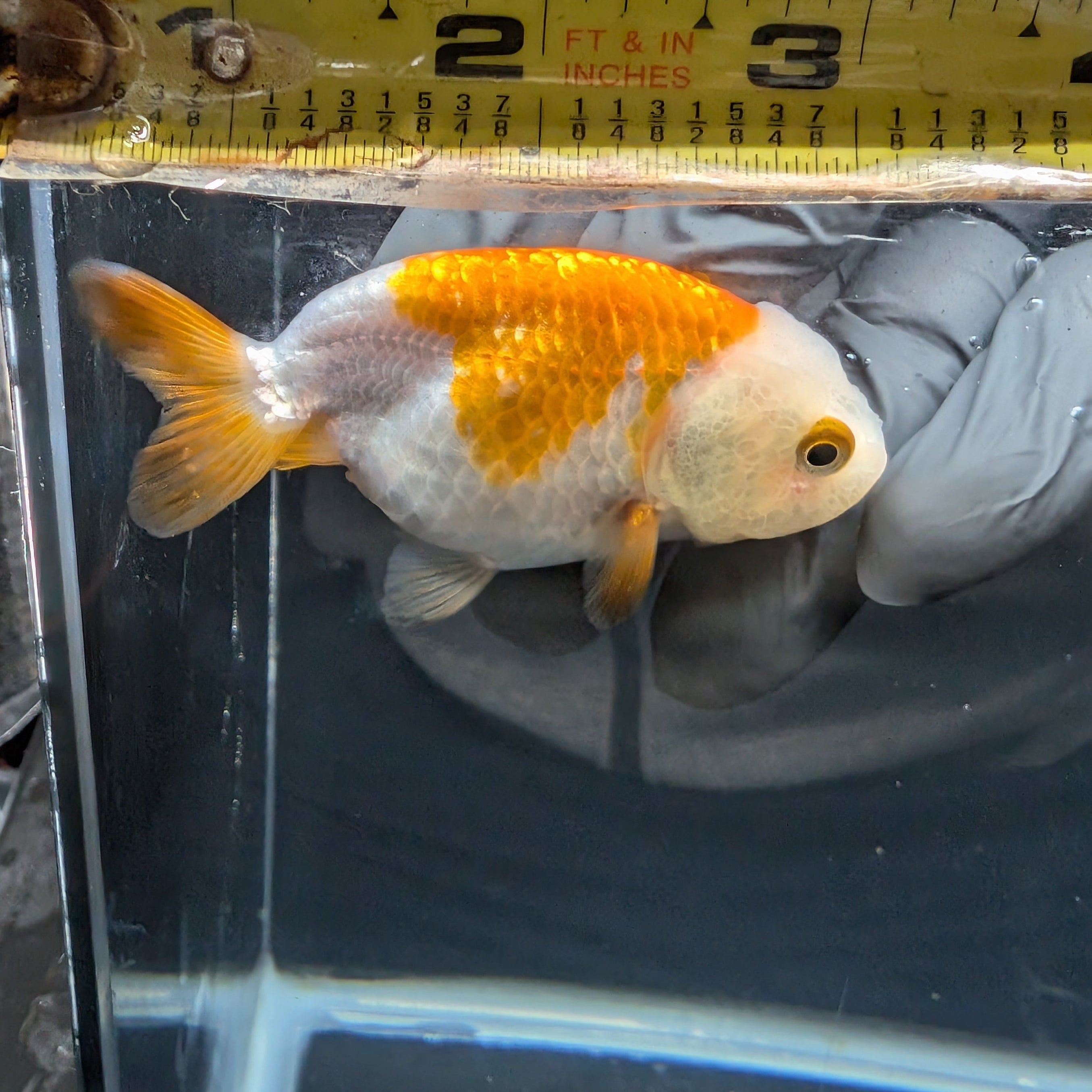 Ranchu Red White 3"-3.5" in. ID#403R7A-011
