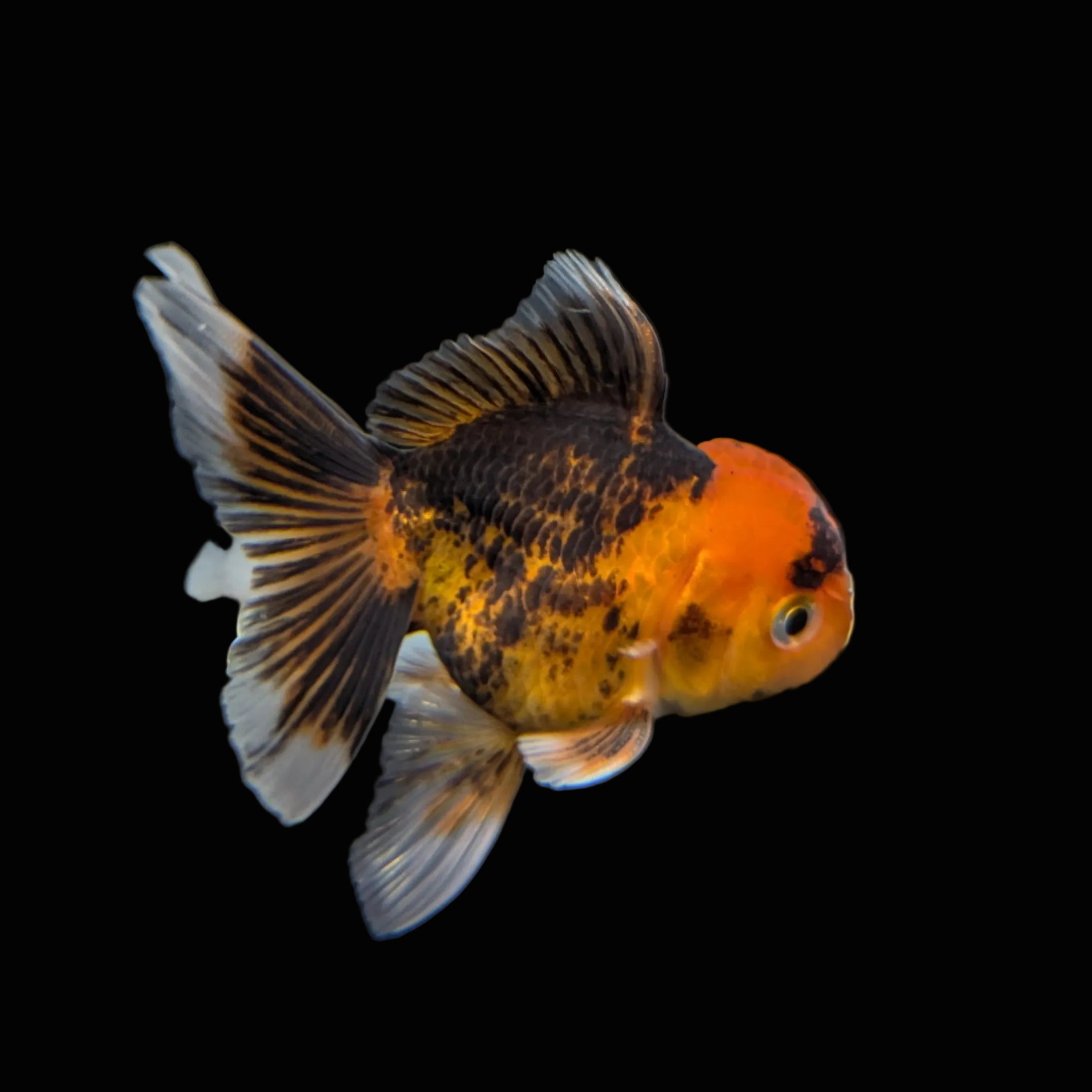 Juvenile Oranda Tricolor 3.5"-4" in.  ID#320T13b-018