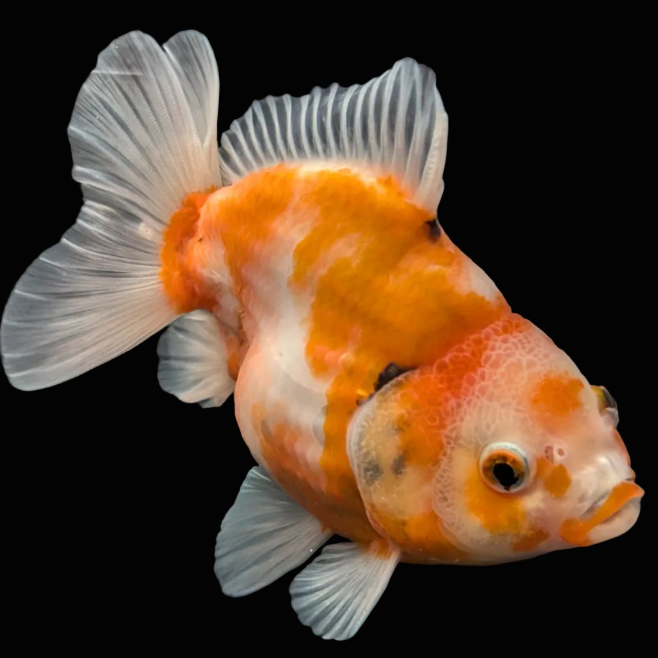 Jumbo Oranda Yuan Bao  Sakura   4"-4.5"in. ID#807SB13A-005