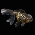 Calico Oranda 5.5"- 6"in. ID#821LB2A-64