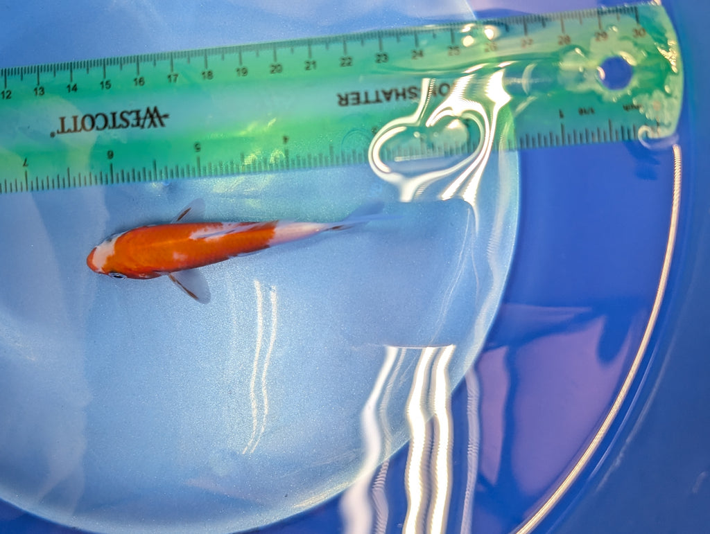 Kohaku Koi  4"in. ID#806BFK-023