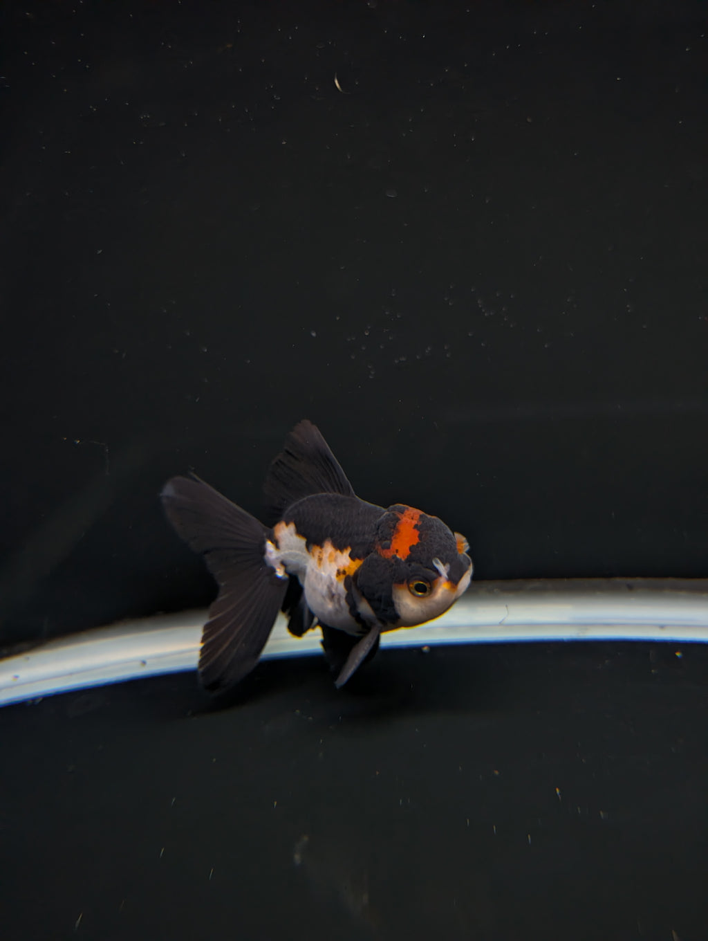 Thai Juvenile Oranda Tricolor 3"-3.5" in.  ID#717T1A-001