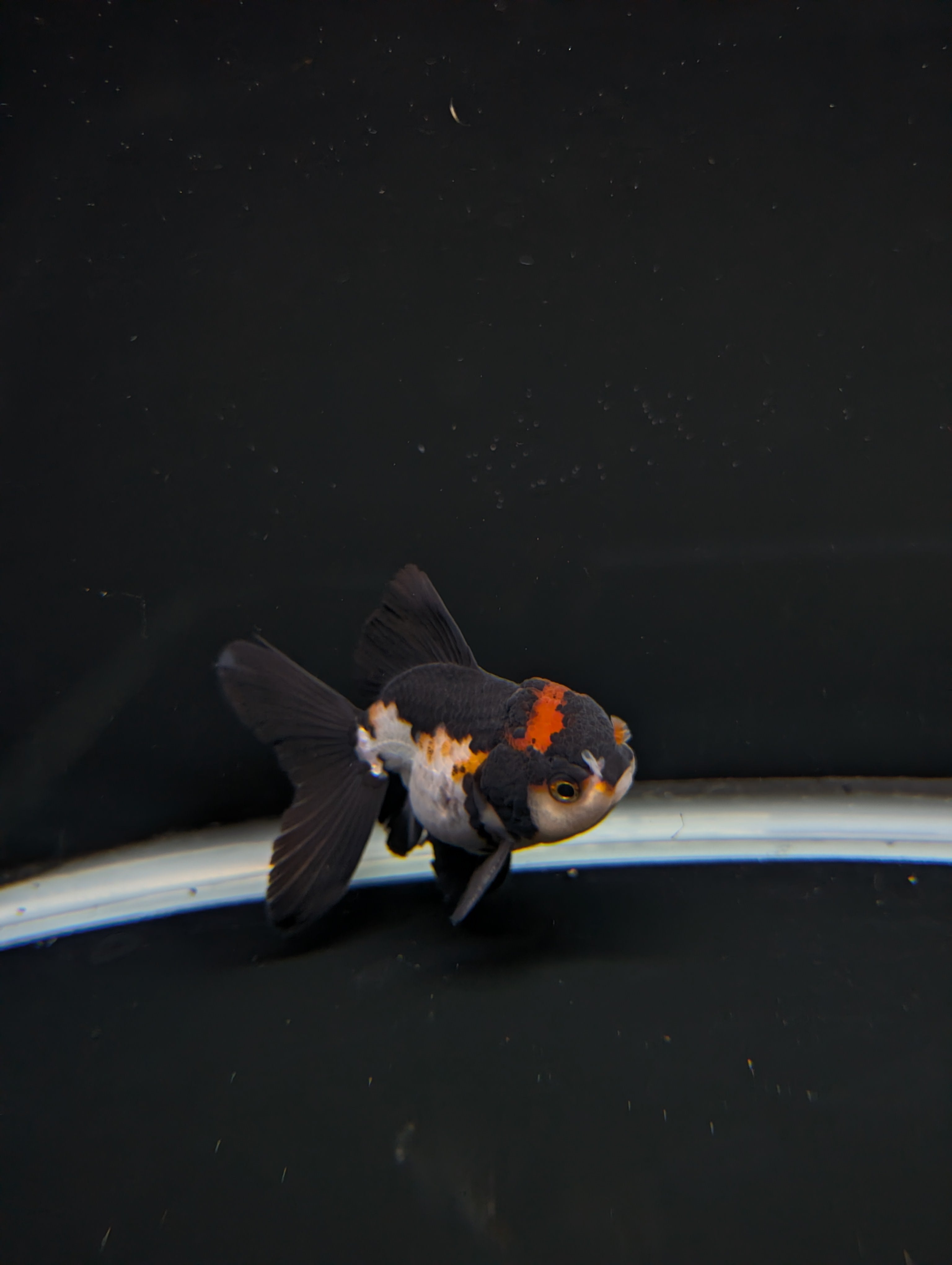 Thai Juvenile Oranda Tricolor 3"-3.5" in.  ID#717T1A-001