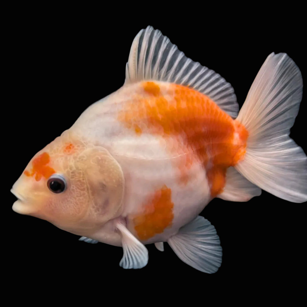 Jumbo Oranda Yuan Bao Sakura   4"-4.5"in. ID#807SB13A-003